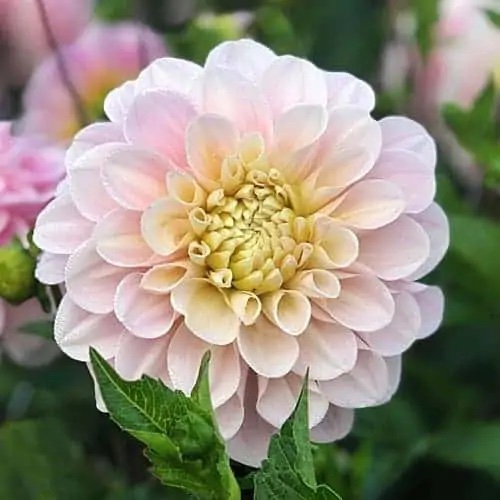 DAHLIA Sweet Nathalie