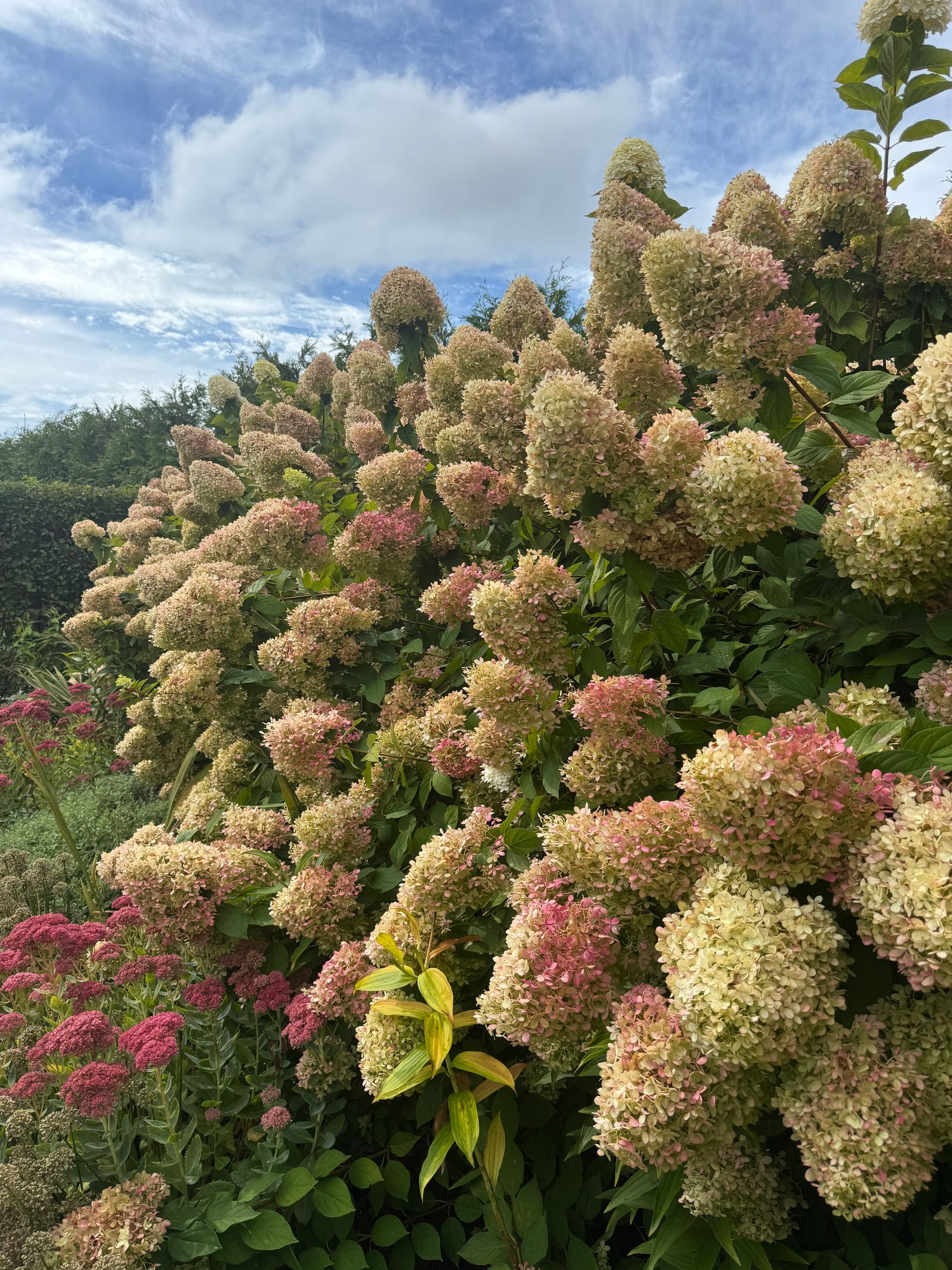 HYDRANGEA paniculata Limelight