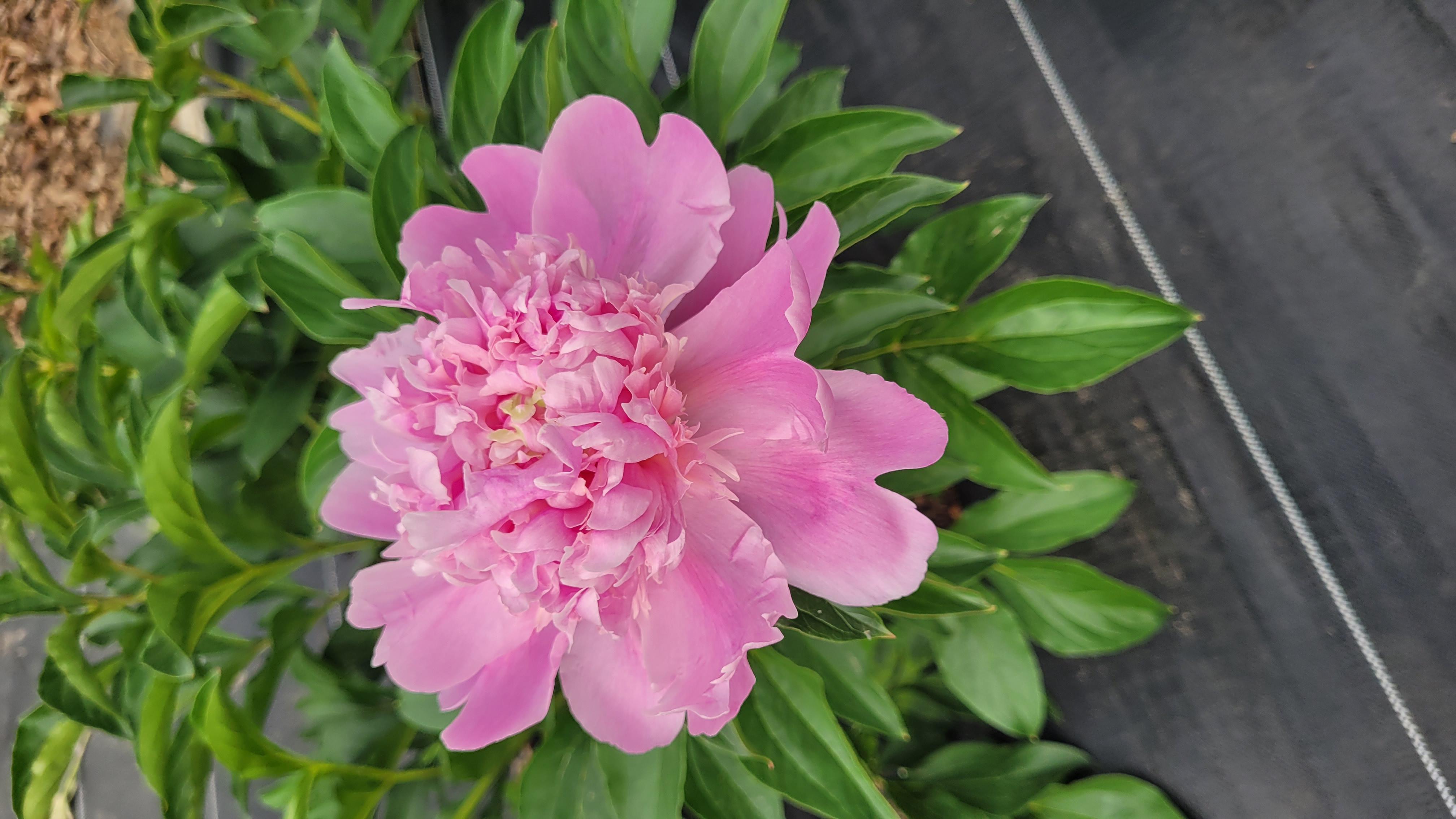 PAEONIA lactiflora Monsieur Jules Elie
