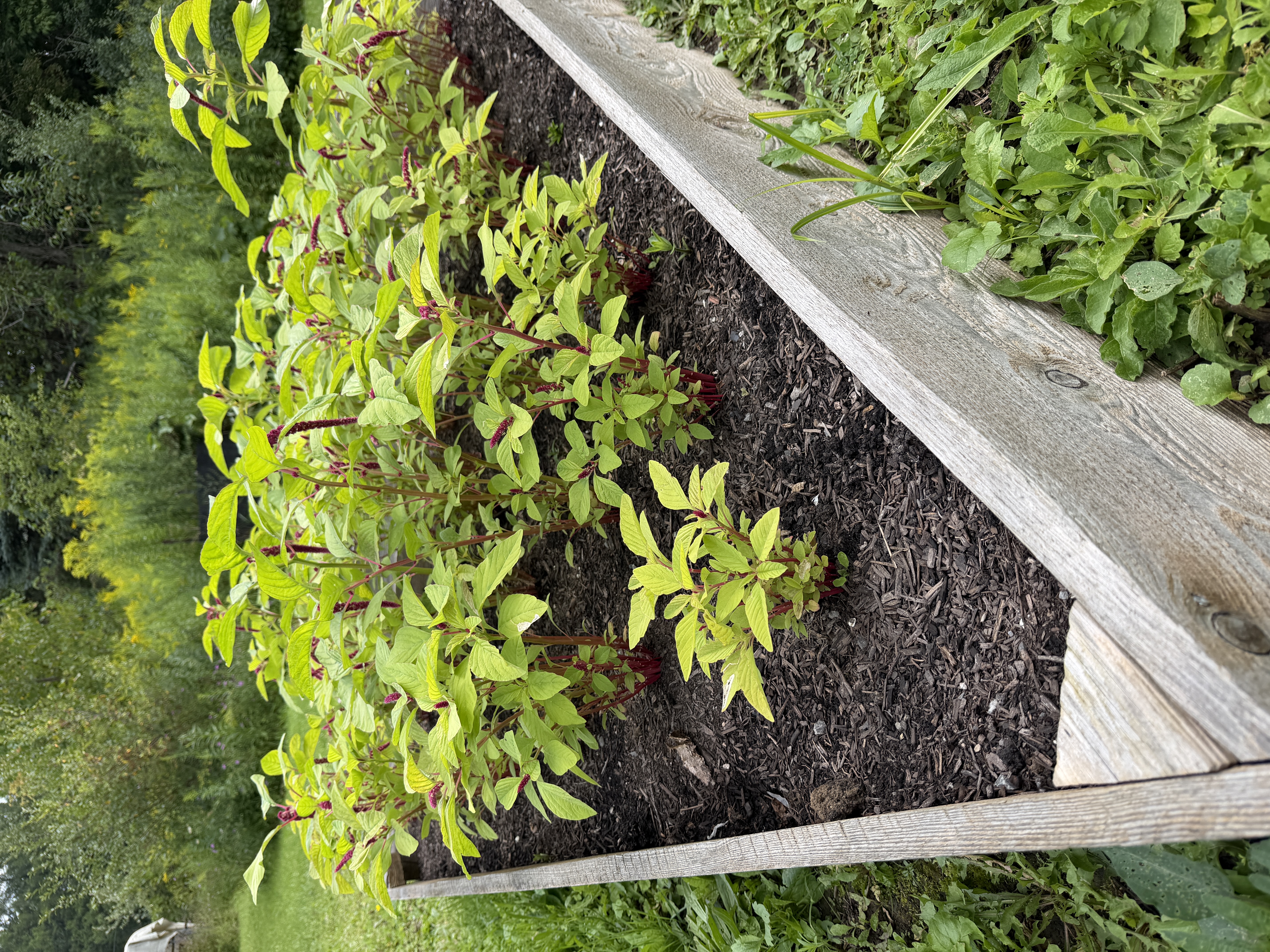 AMARANTHUS caudatus Love-Lies-Bleeding