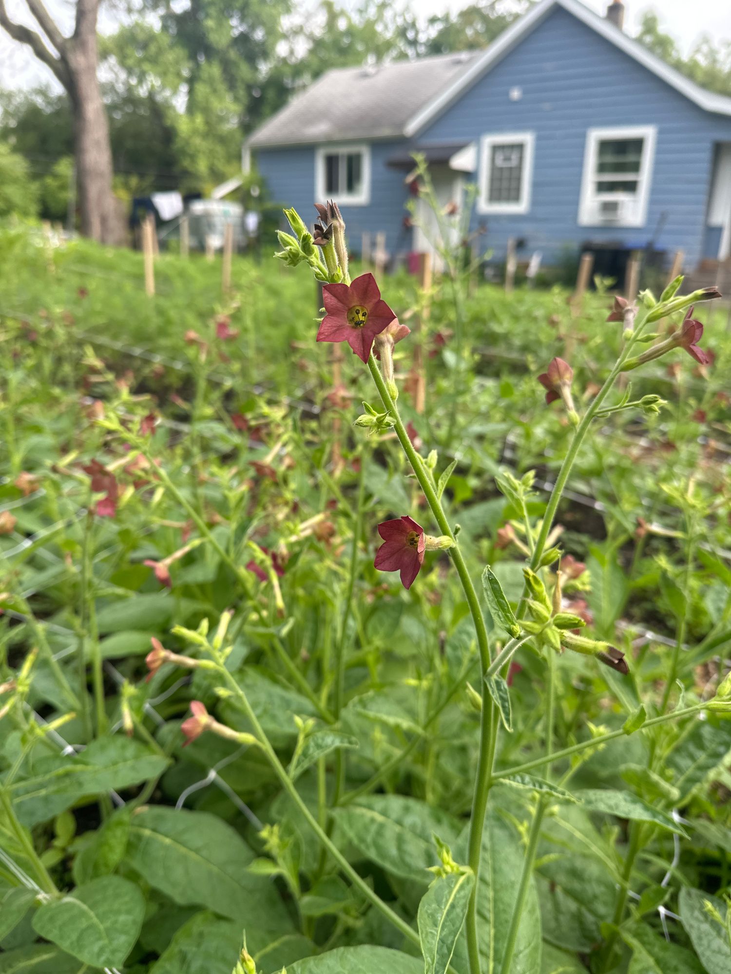 NICOTIANA langsdorffii Bronze Queen