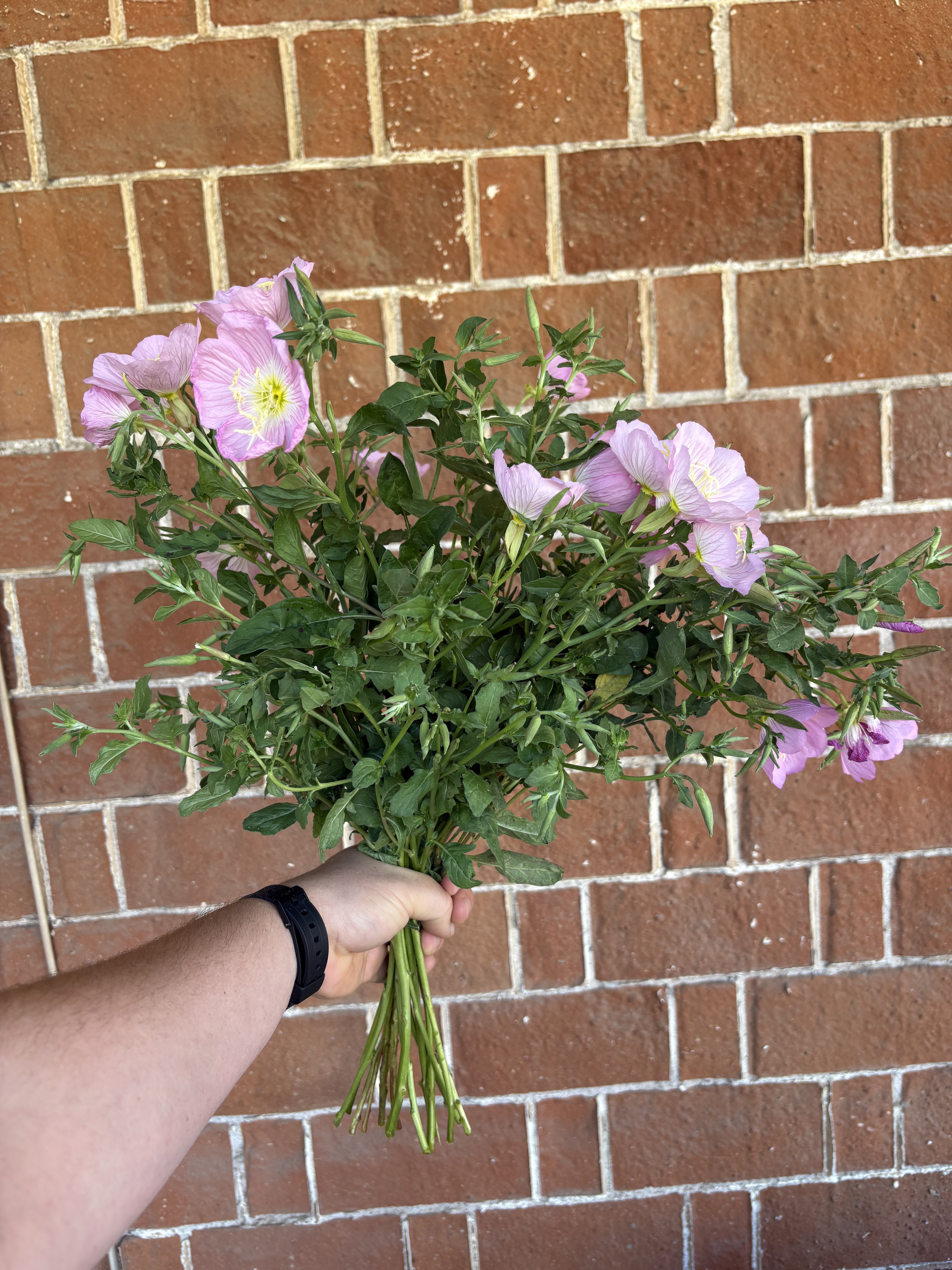 OENOTHERA speciosa