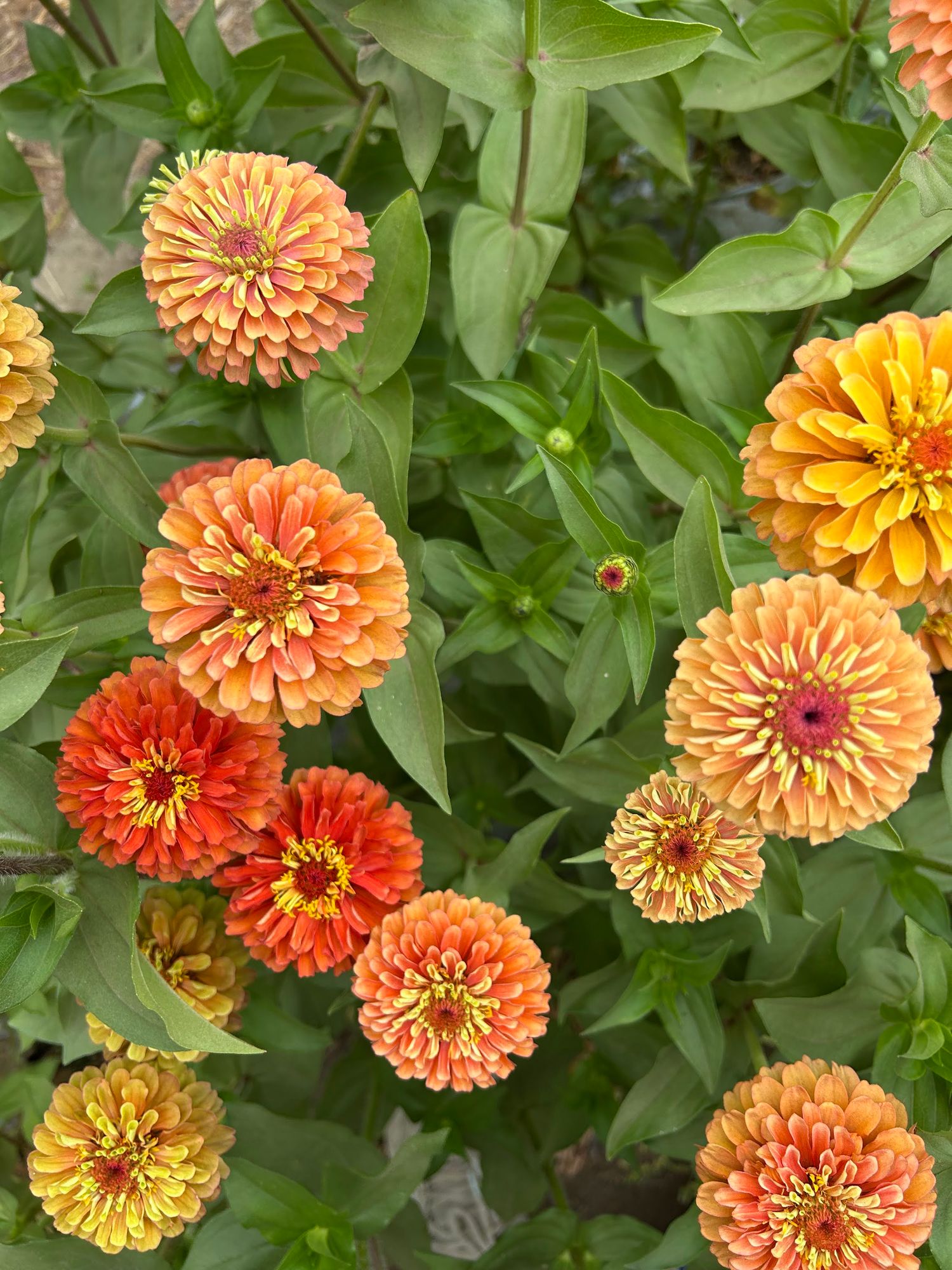 ZINNIA elegans Queeny Lime Orange