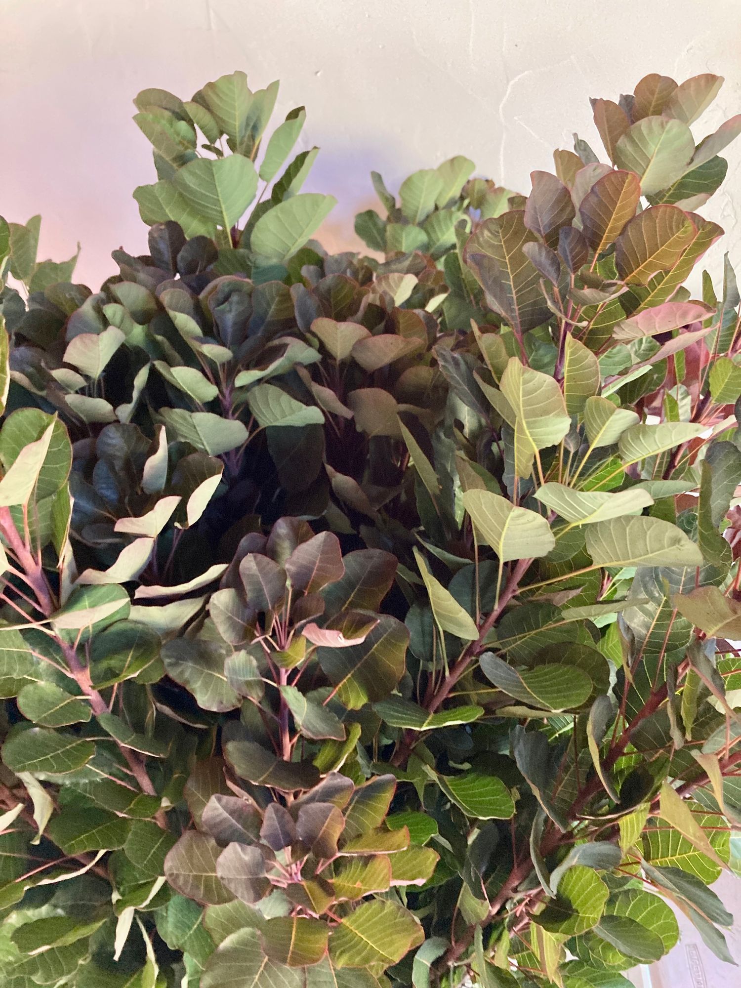 COTINUS coggygria
