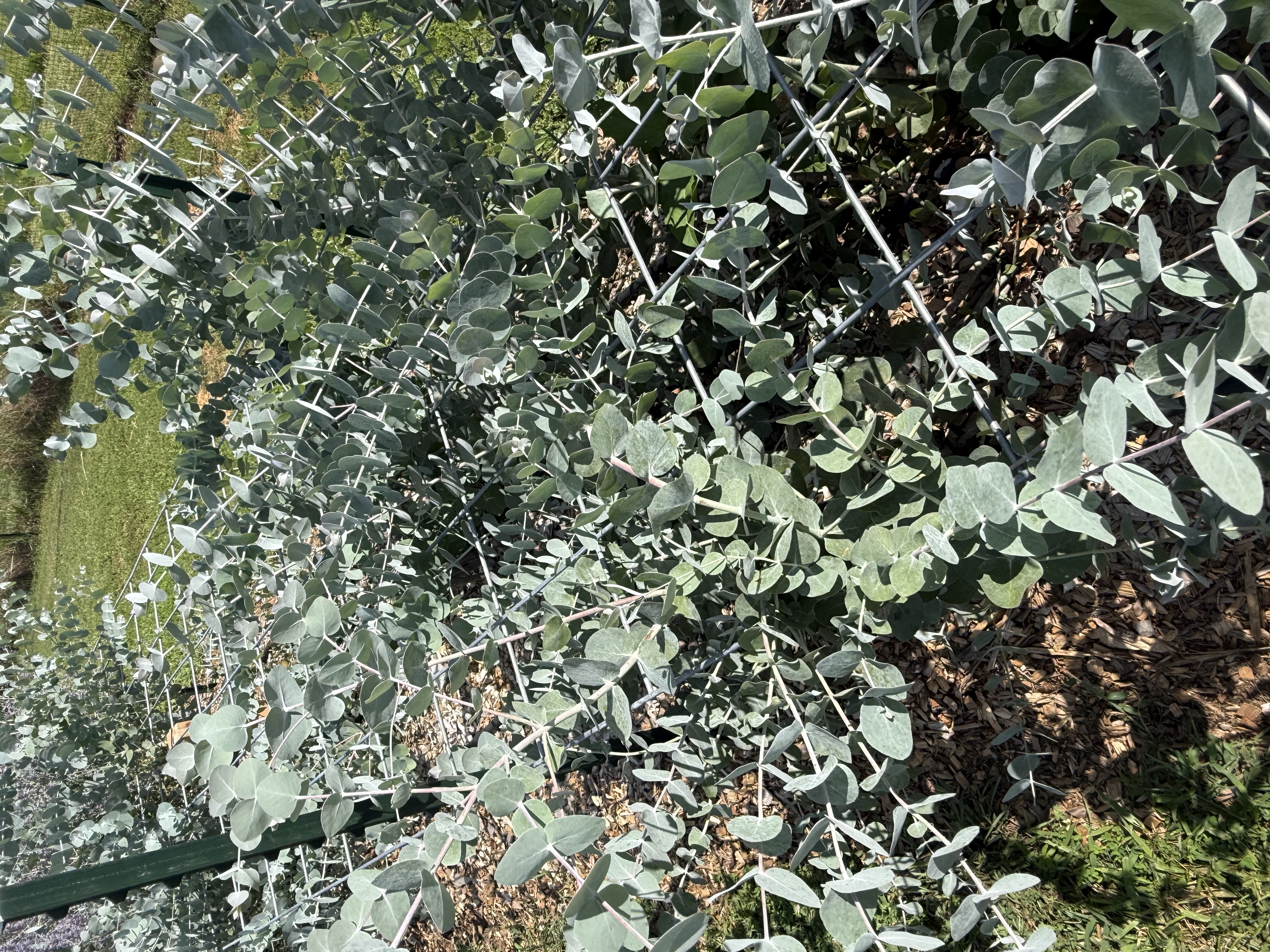 EUCALYPTUS polyanthemos