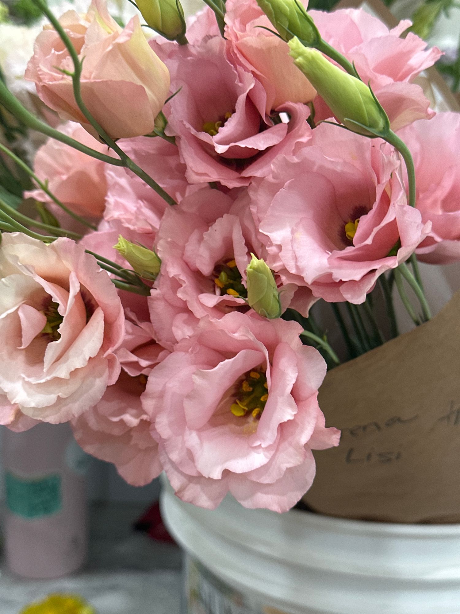 EUSTOMA grandiflorum Arena 3 Apricot
