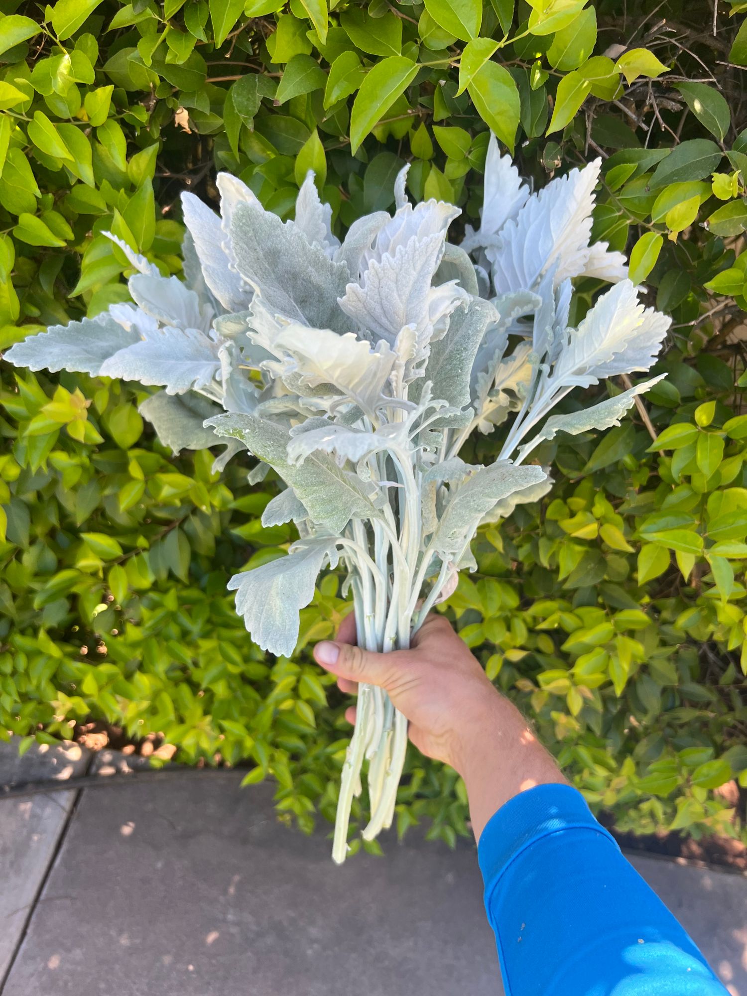 SENECIO cineraria