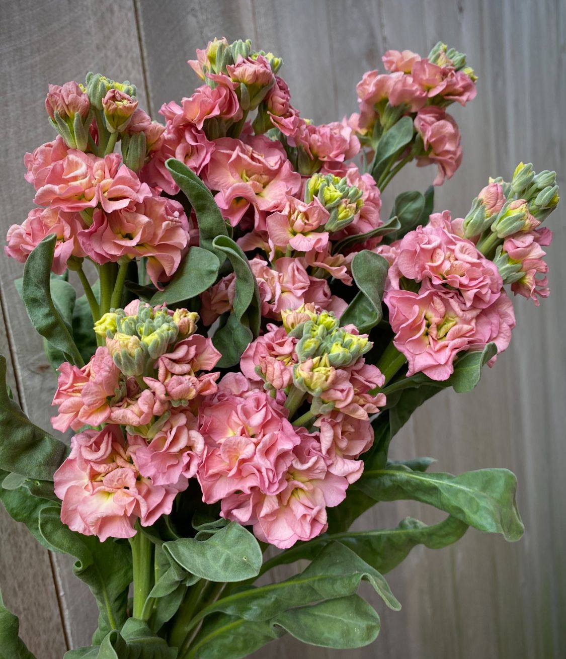 STOX incana StoX Antique Rose