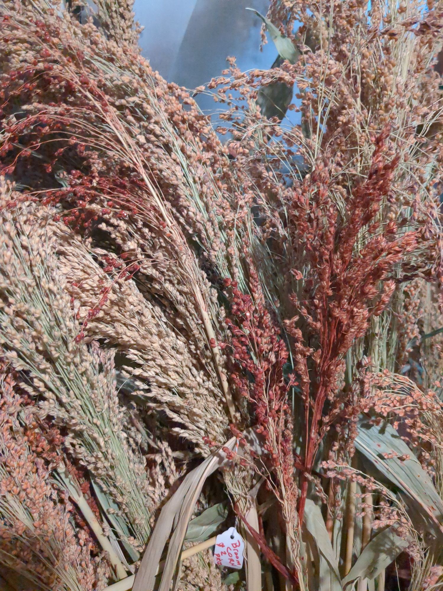 SORGHUM vulgare