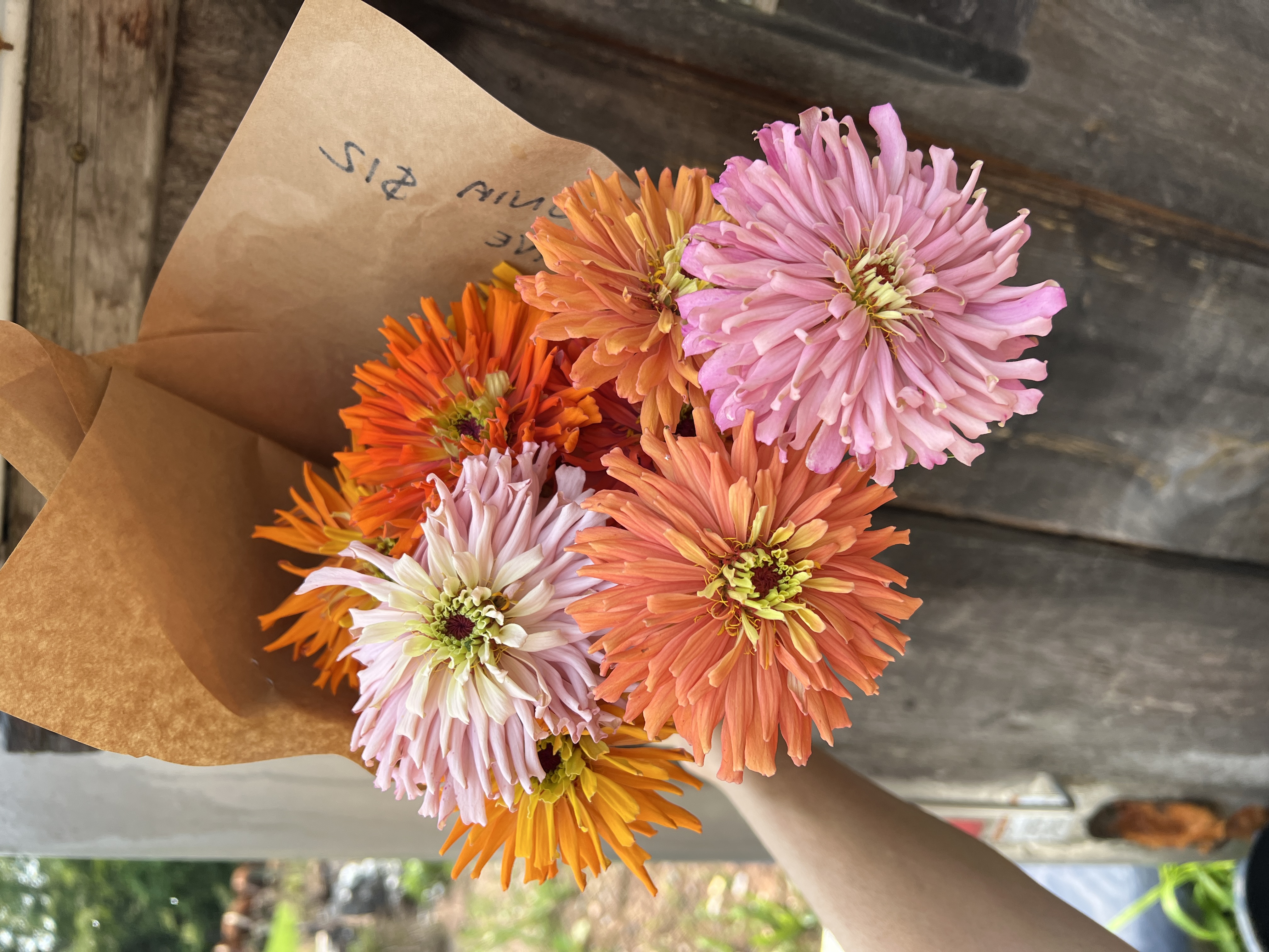 ZINNIA elegans Agave
