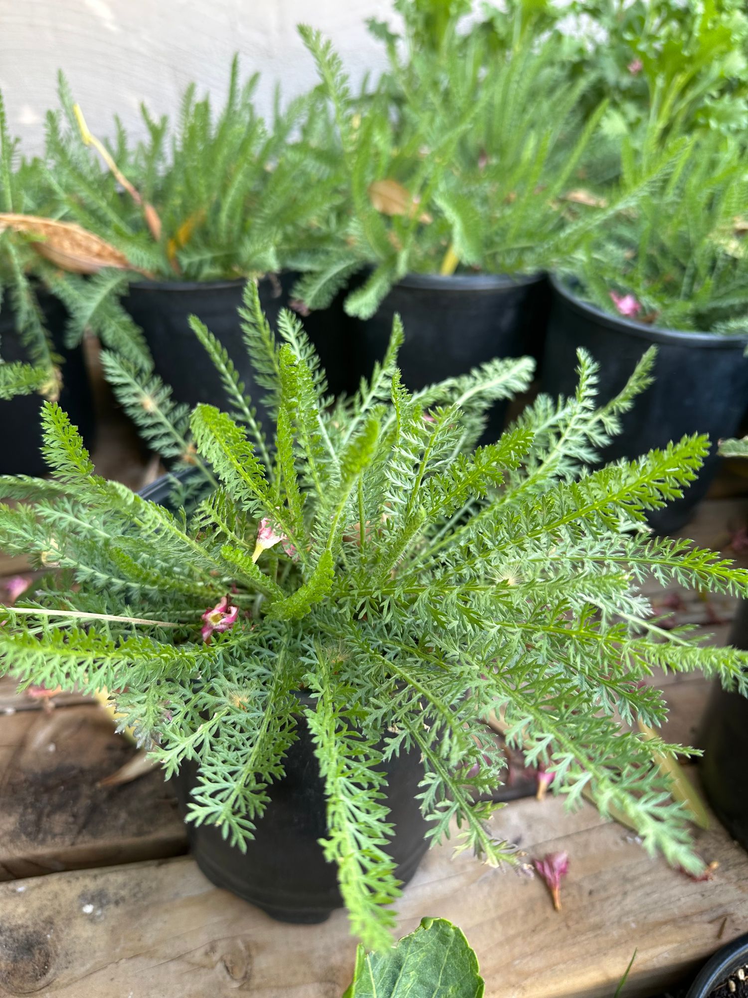 Yarrow terra cotta