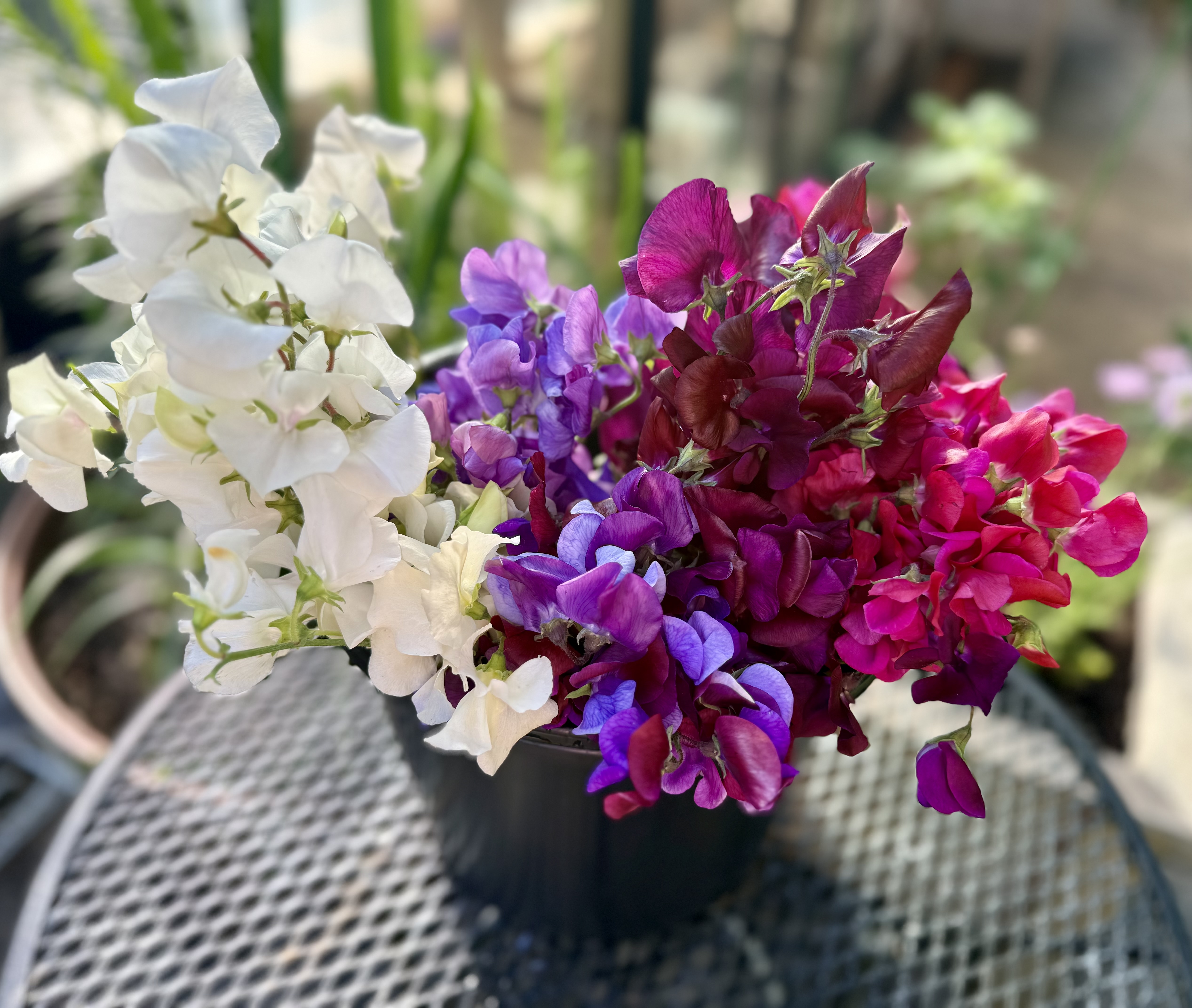 LATHYRUS odoratus Juliet