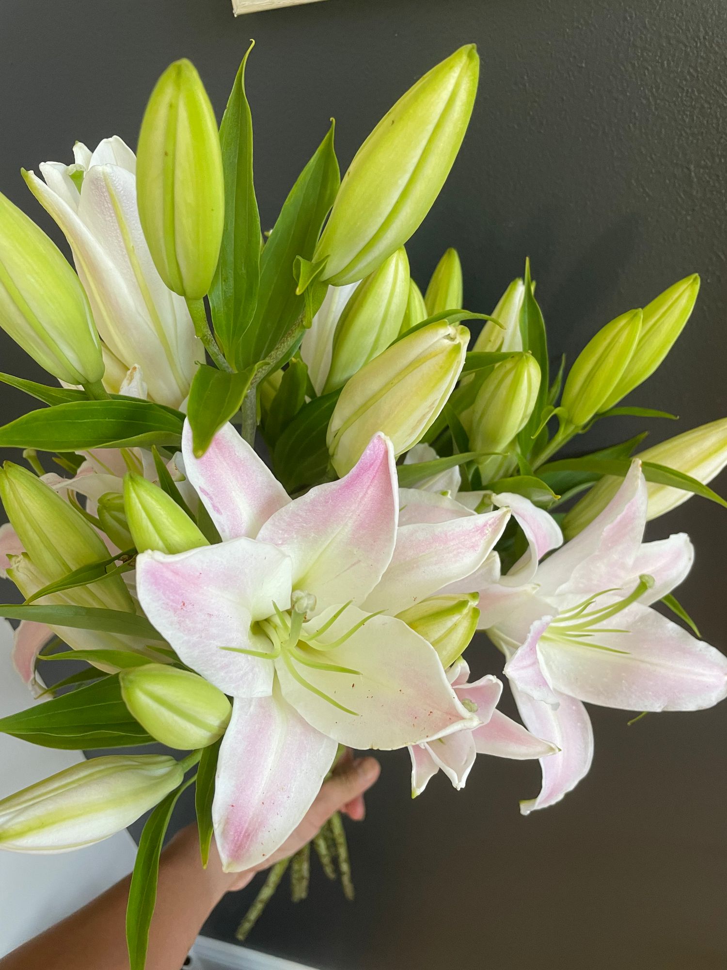 LILIUM x orientalis