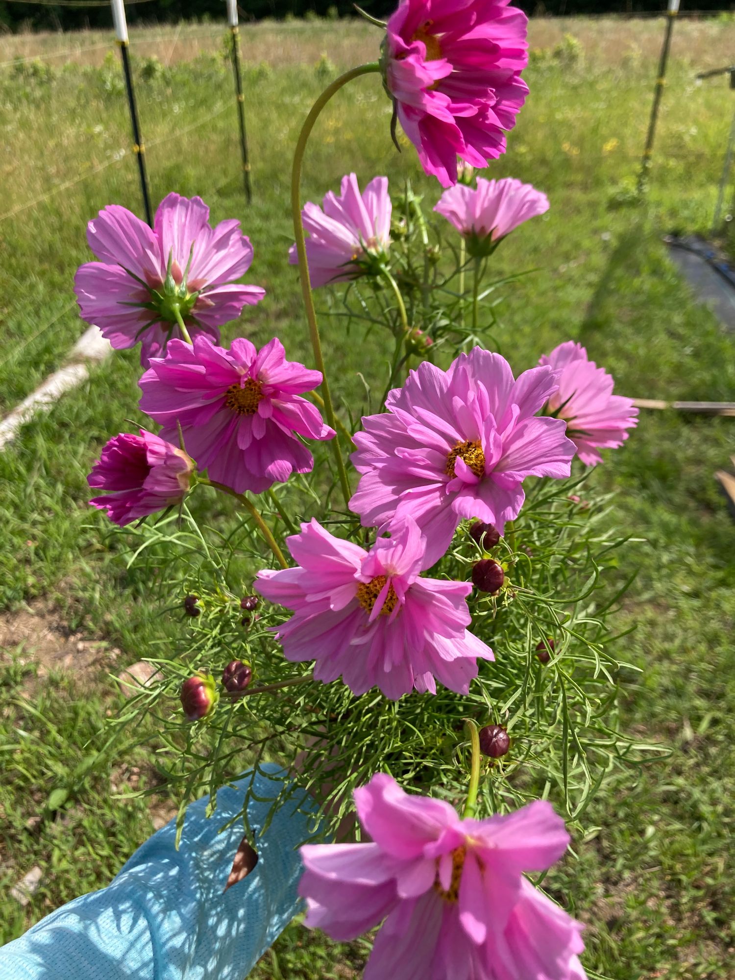 COSMOS bipinnatus Double Click Rose Bon Bon
