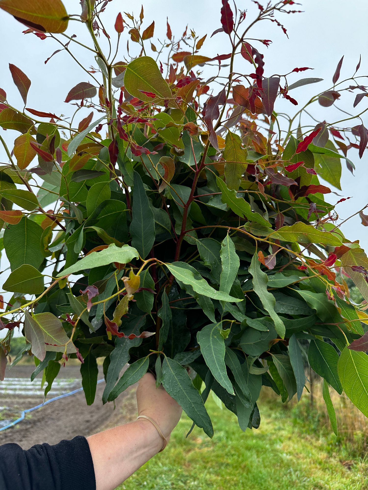 EUCALYPTUS citriodora Lemon Bush