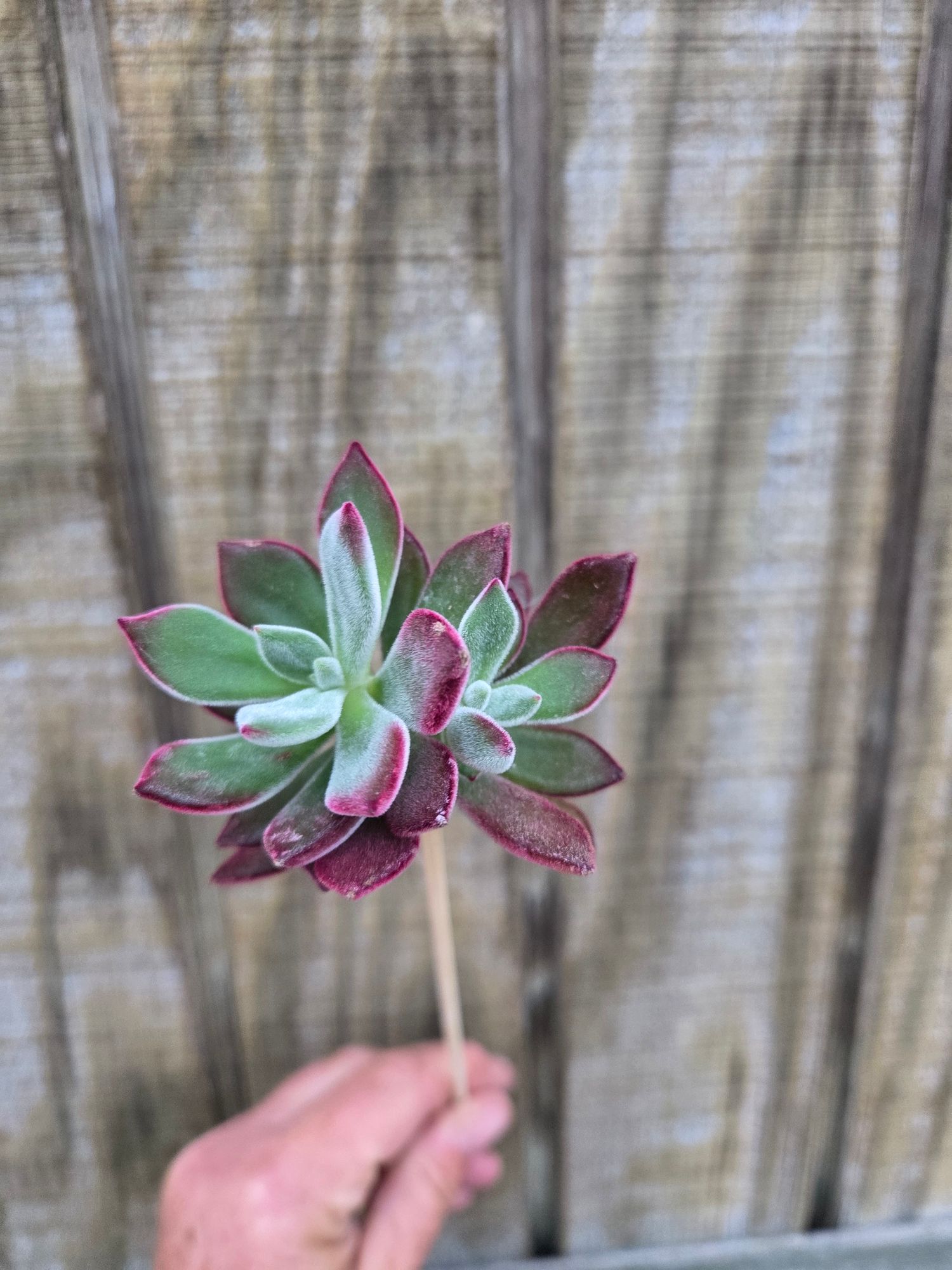 SUCCULENT