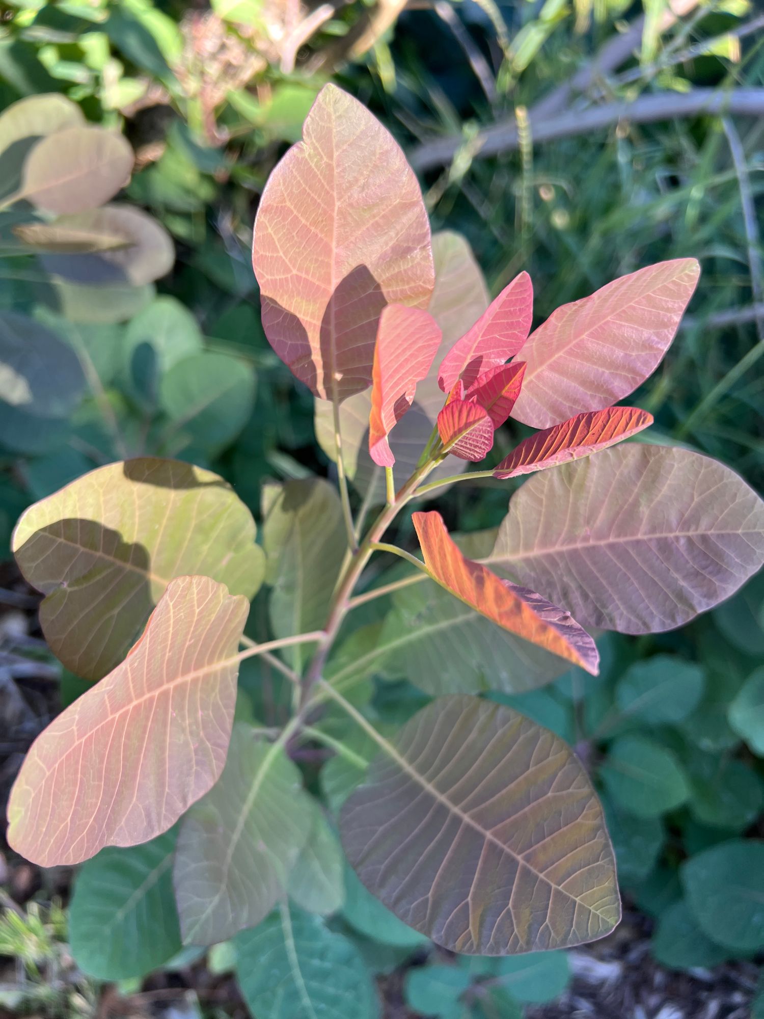 COTINUS coggygria