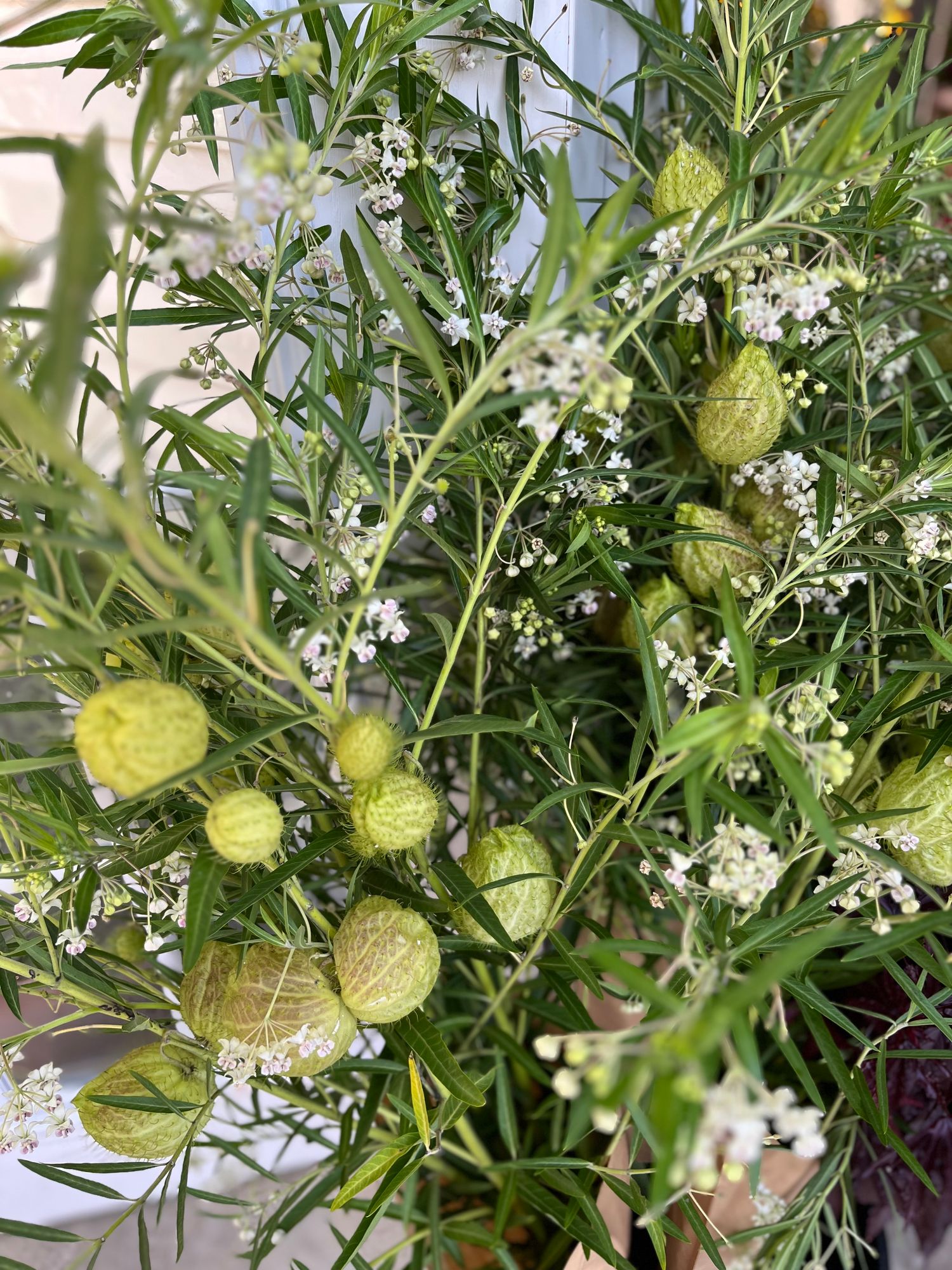 GOMPHOCARPUS physocarpus