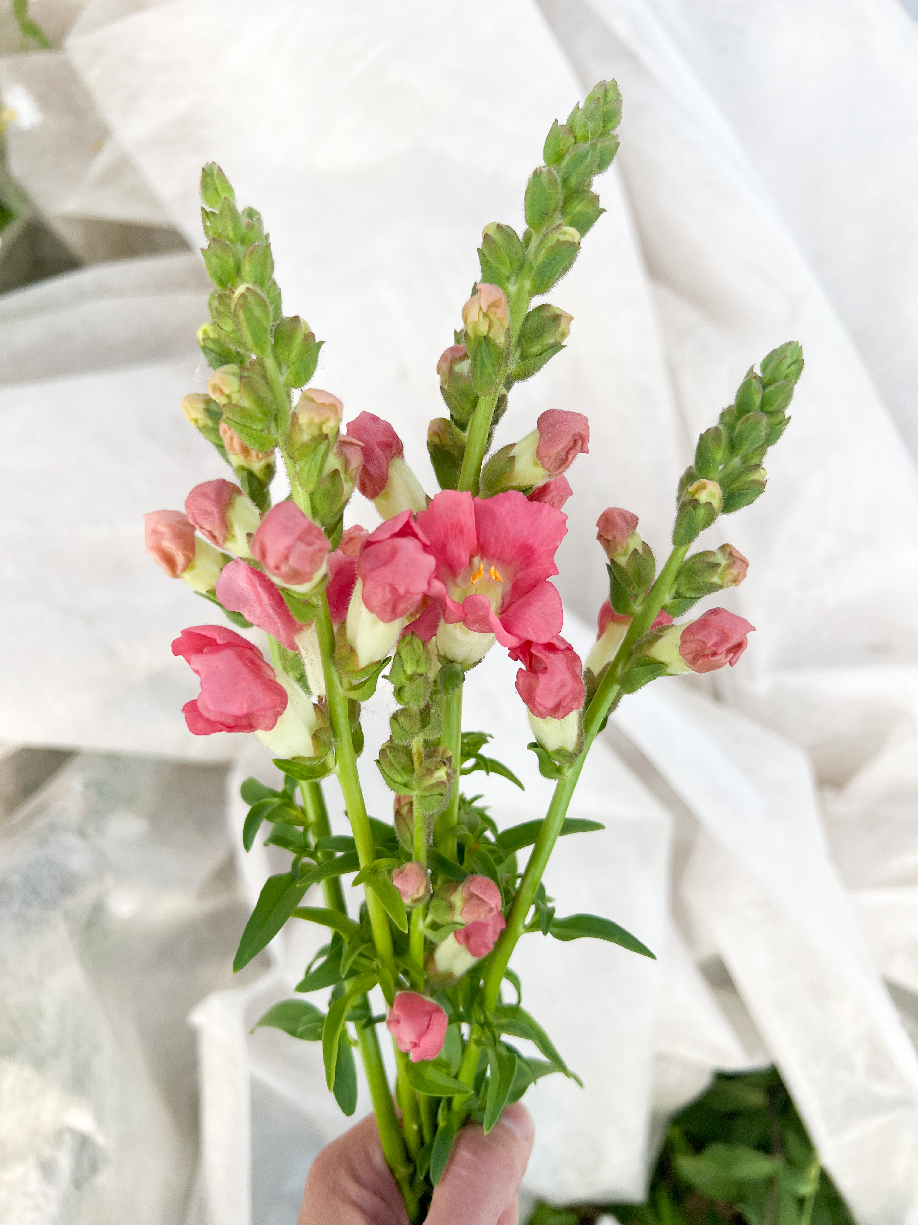 ANTIRRHINUM majus Chantilly Bronze
