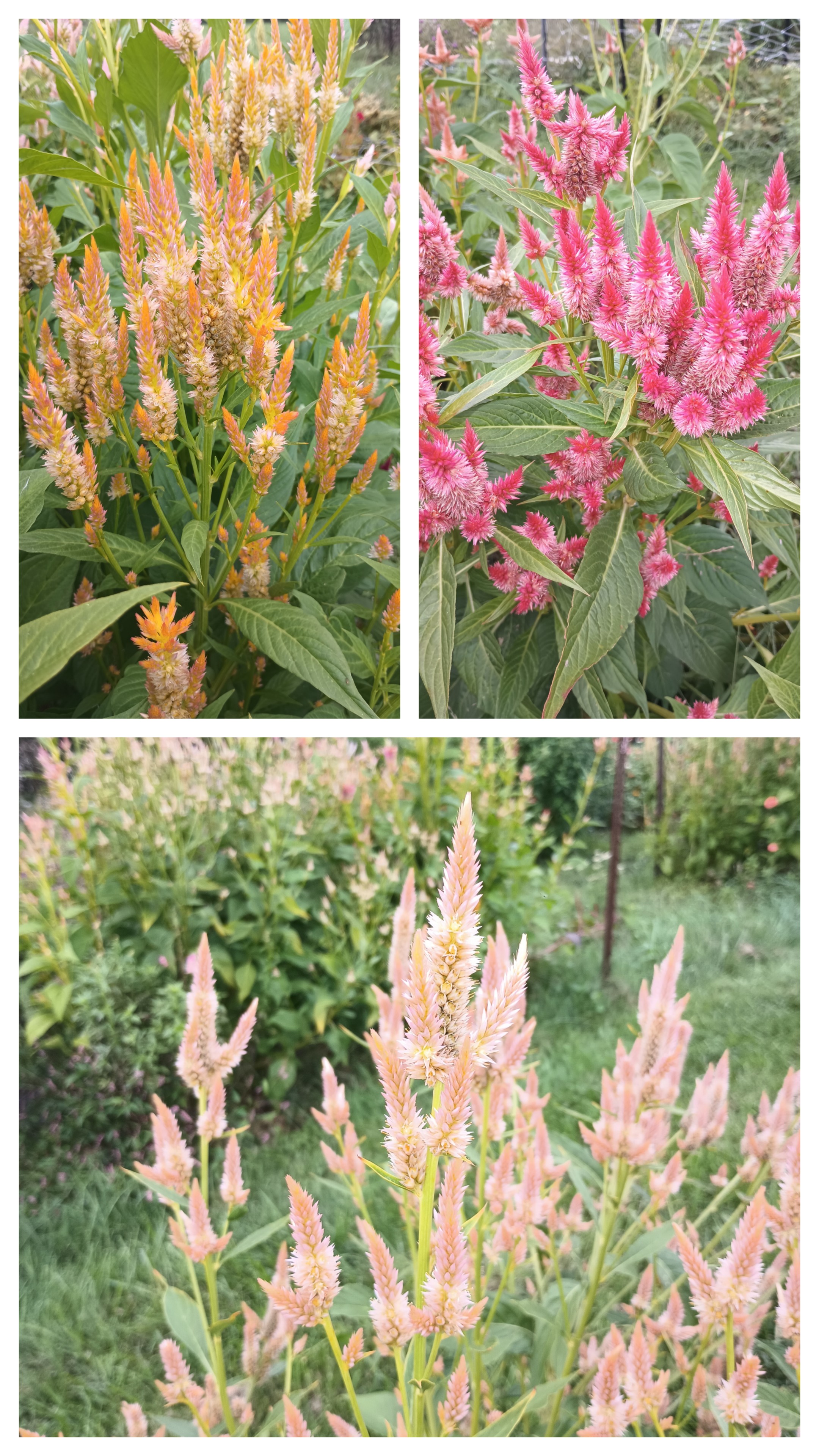 CELOSIA argentea spicata Celway Orange