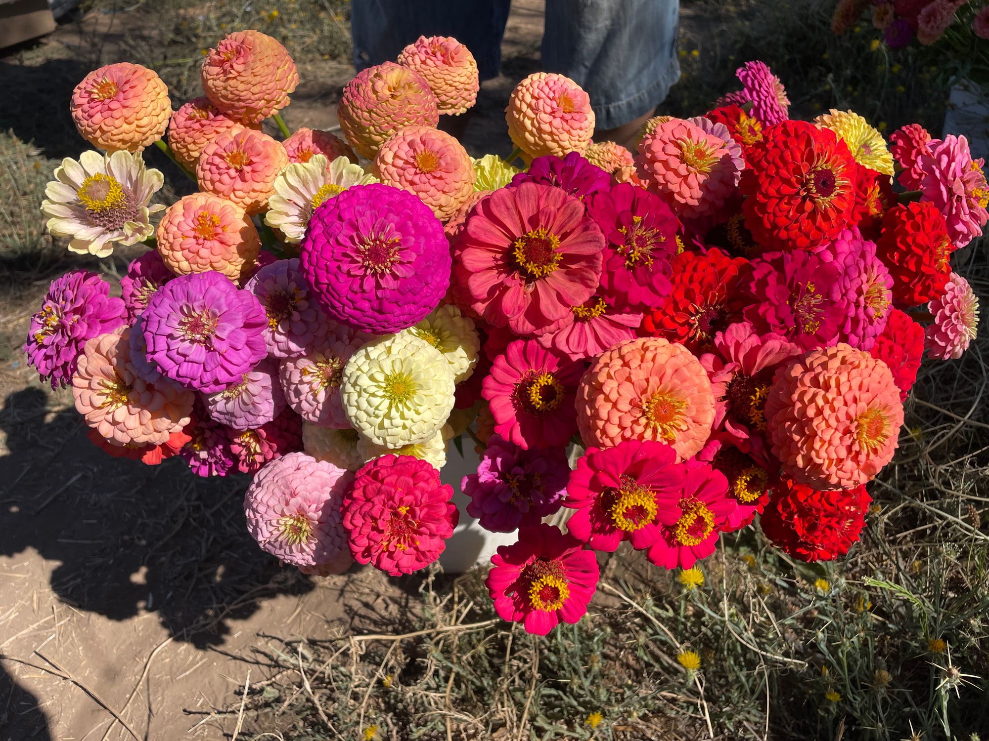 ZINNIA