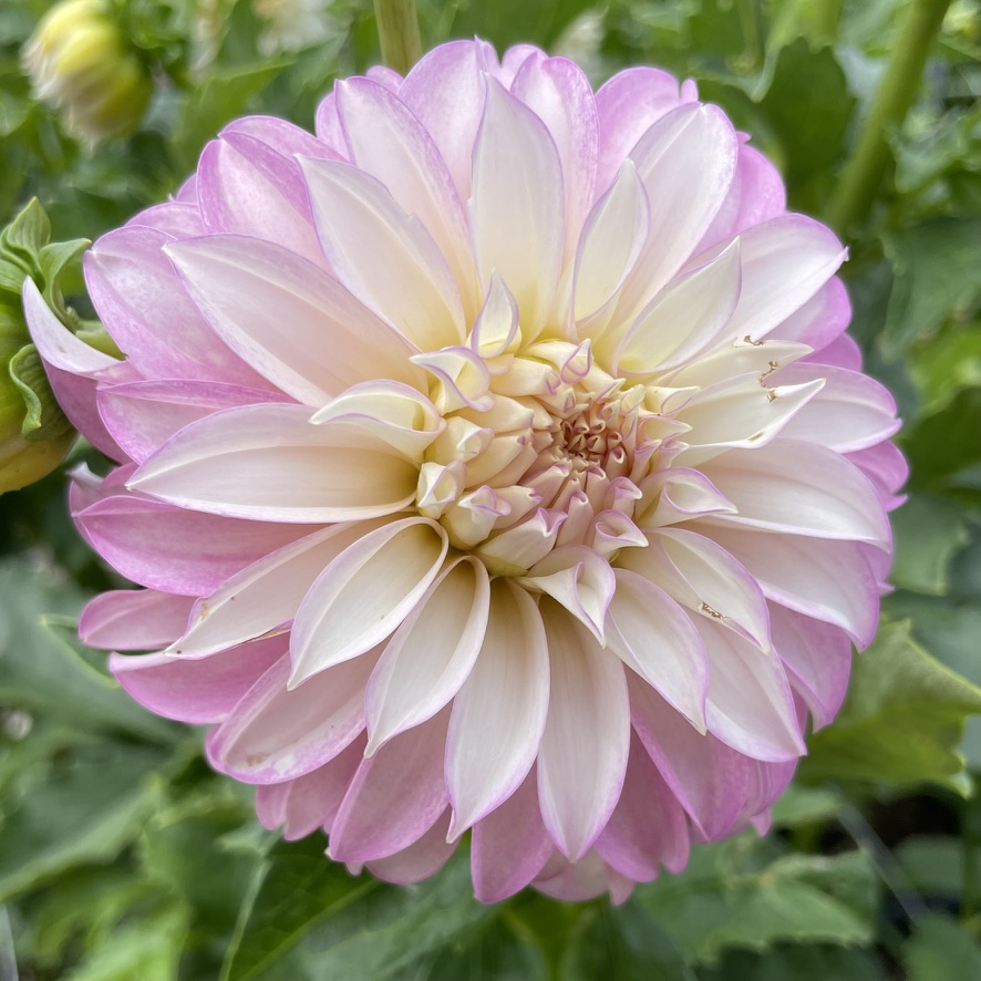 DAHLIA Decorative