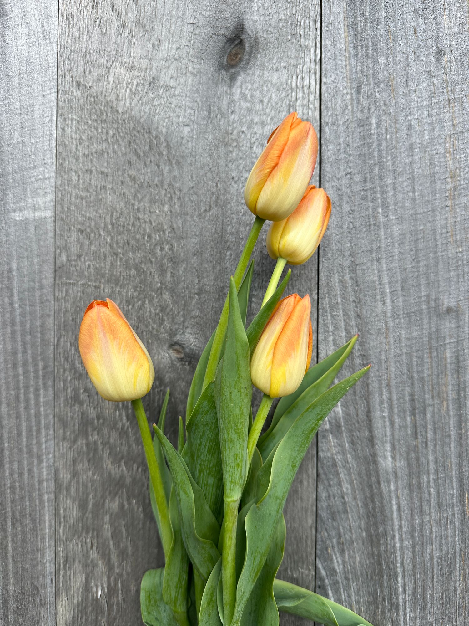 TULIPA Sunrise Dynasty