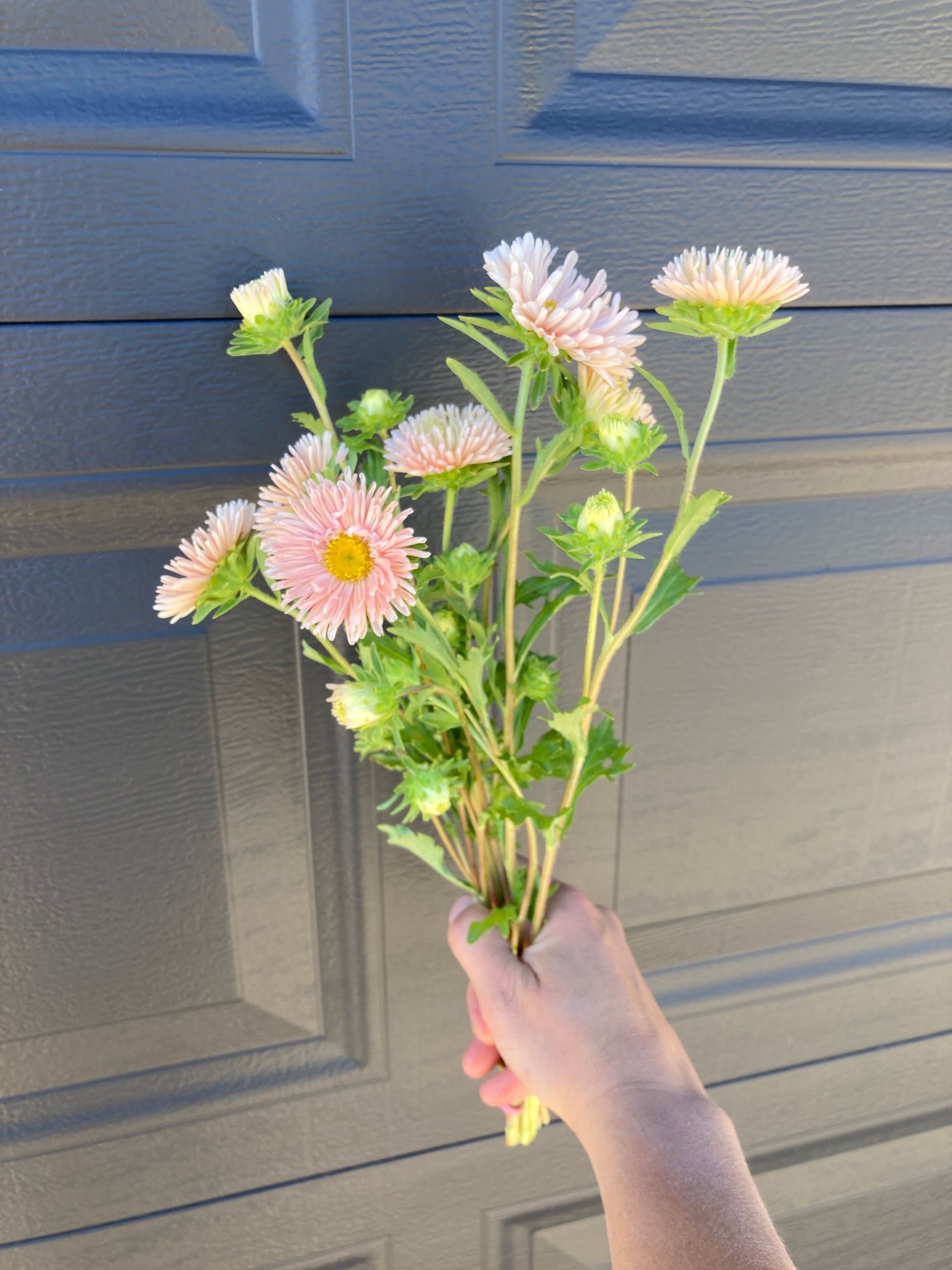 CALLISTEPHUS chinensis King Size