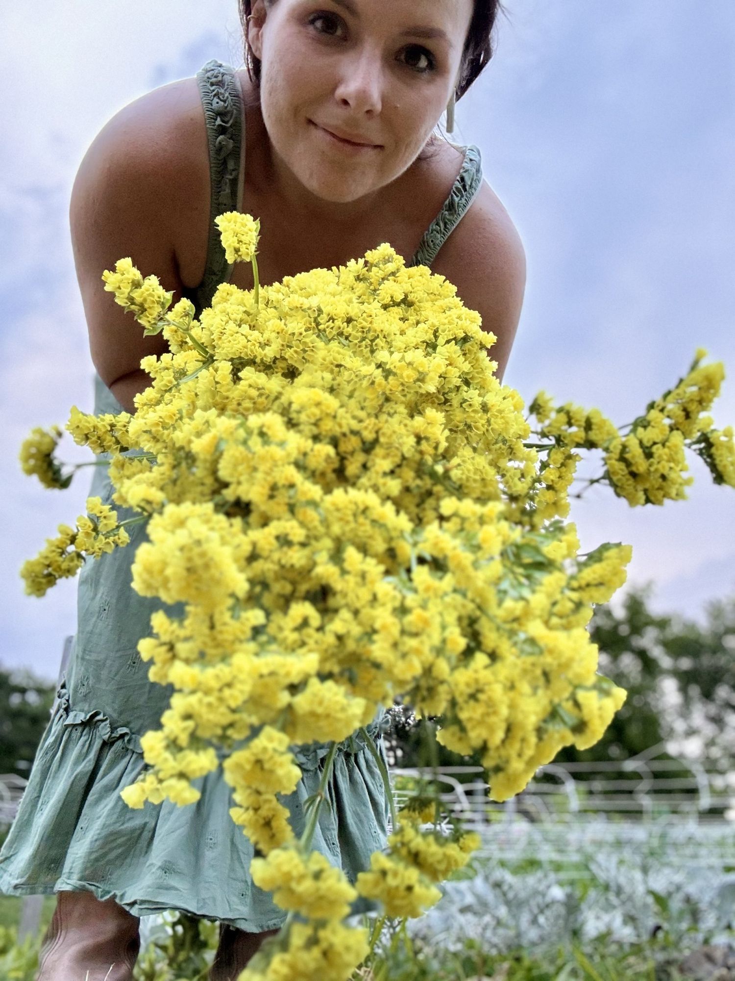 LIMONIUM sinuatum Seeker