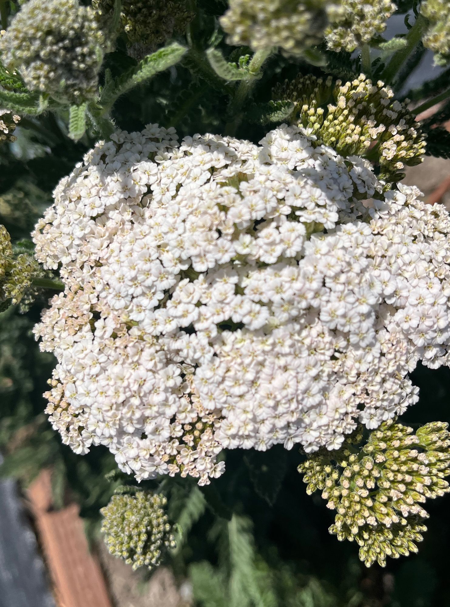 ACHILLEA x Firefly Diamond