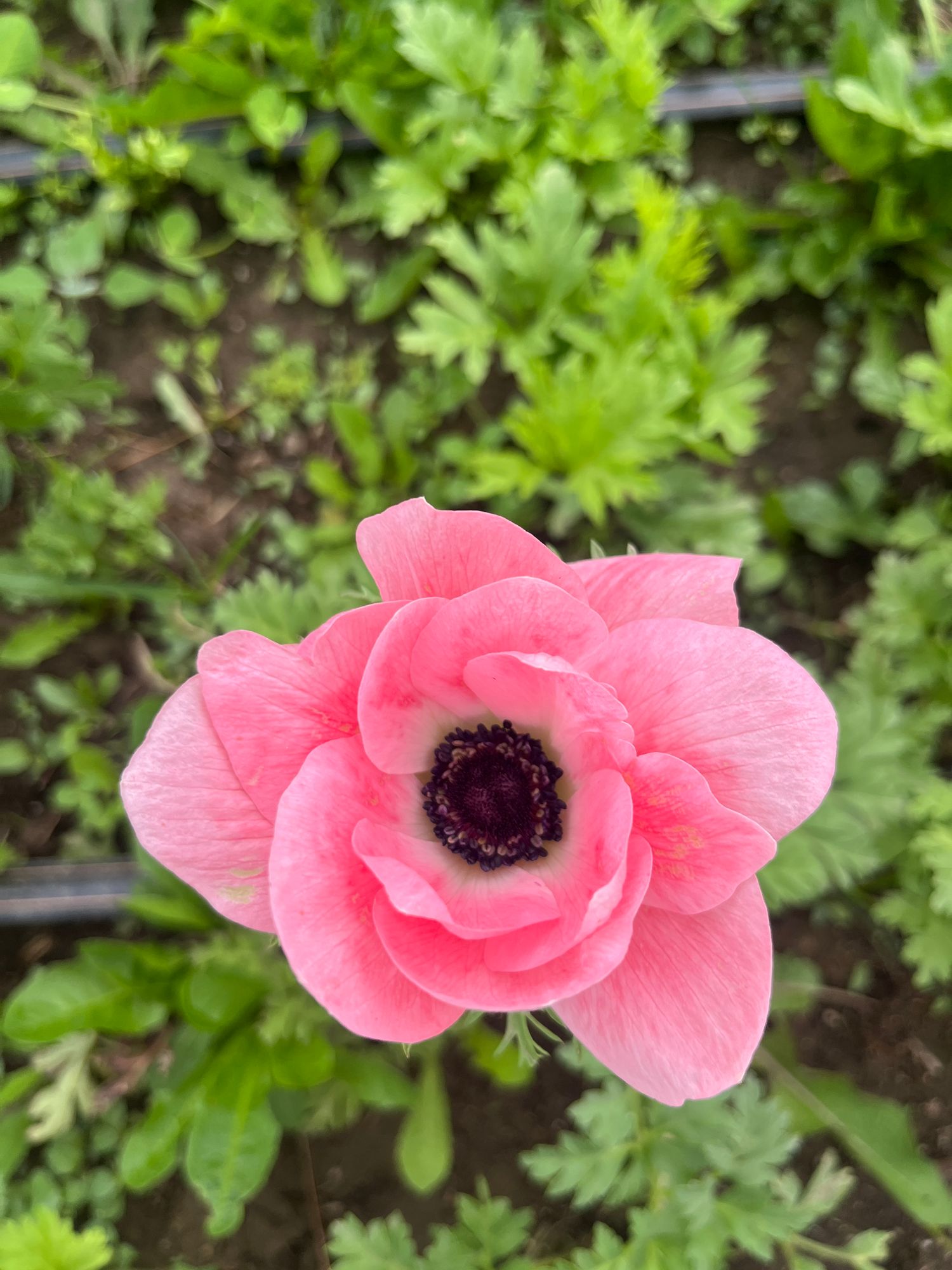 ANEMONE coronaria Mistral Plus Rosa Chiaro