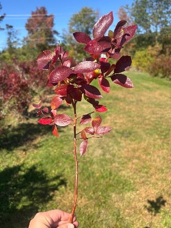 VACCINIUM corymbosum