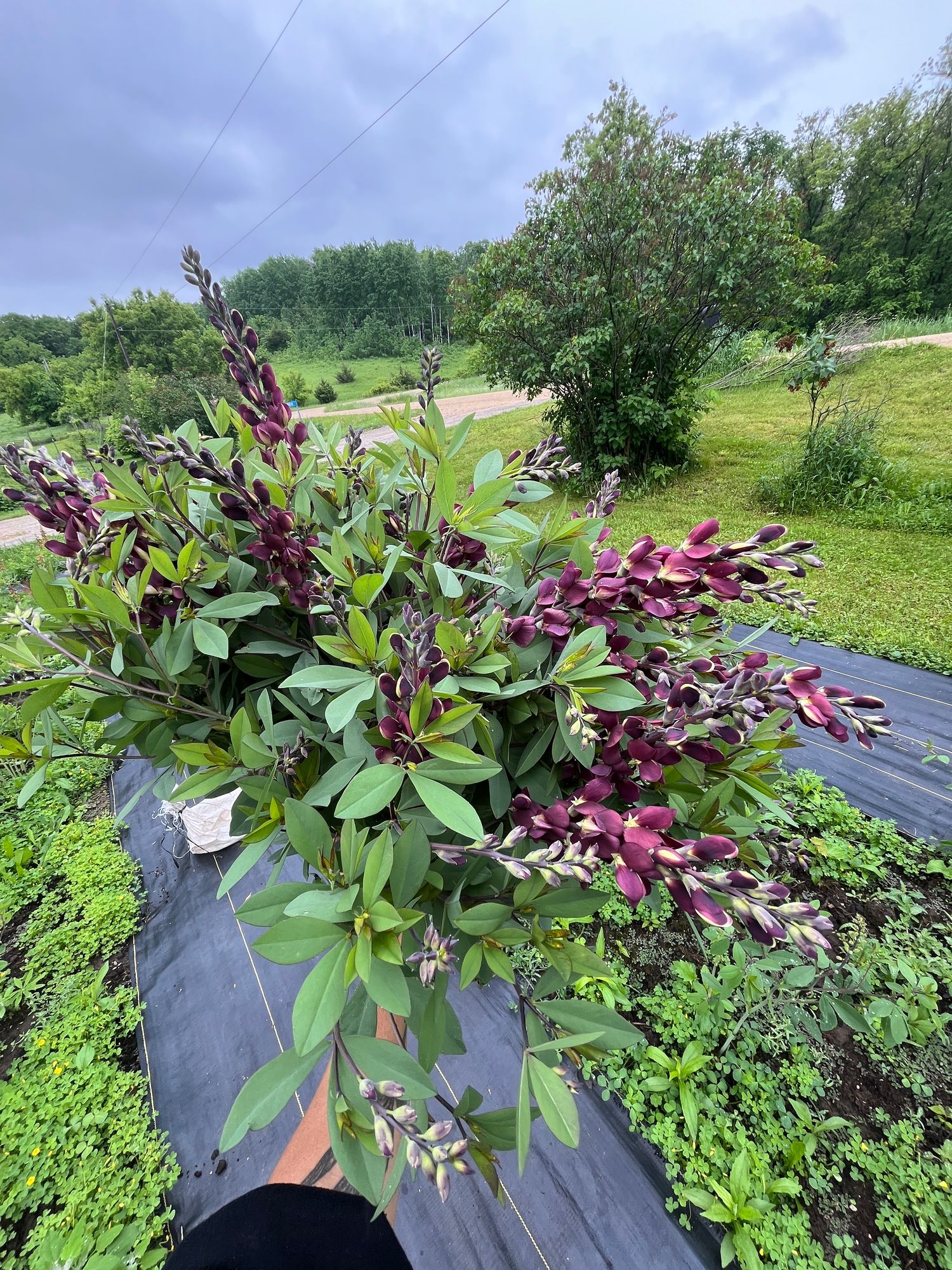 BAPTISIA x Violet Dusk