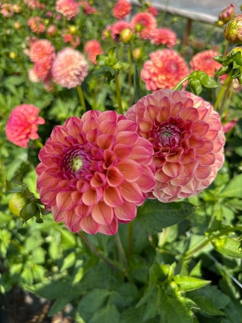 DAHLIA Robin Hood