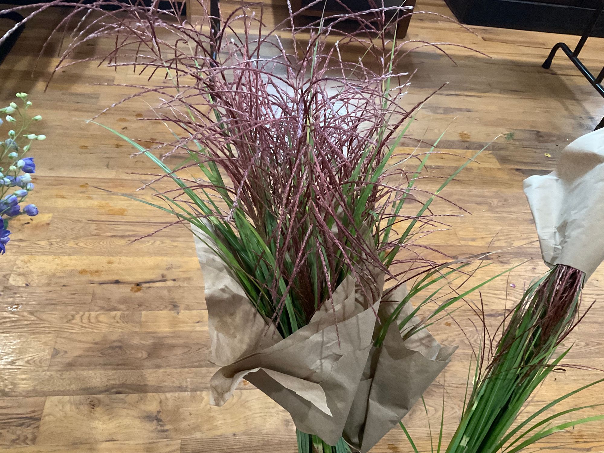 MISCANTHUS sinensis zebrinus