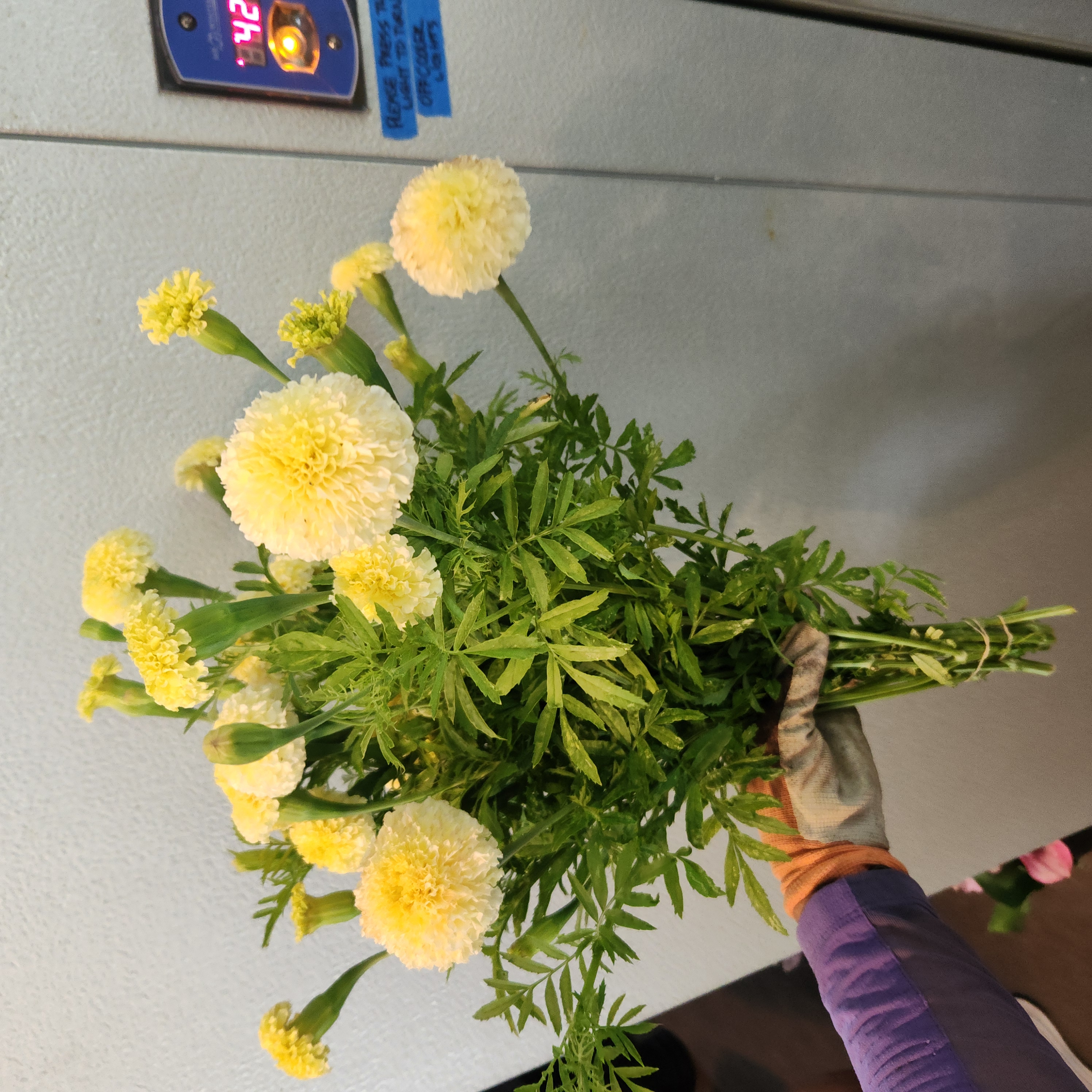 TAGETES erecta White Swan