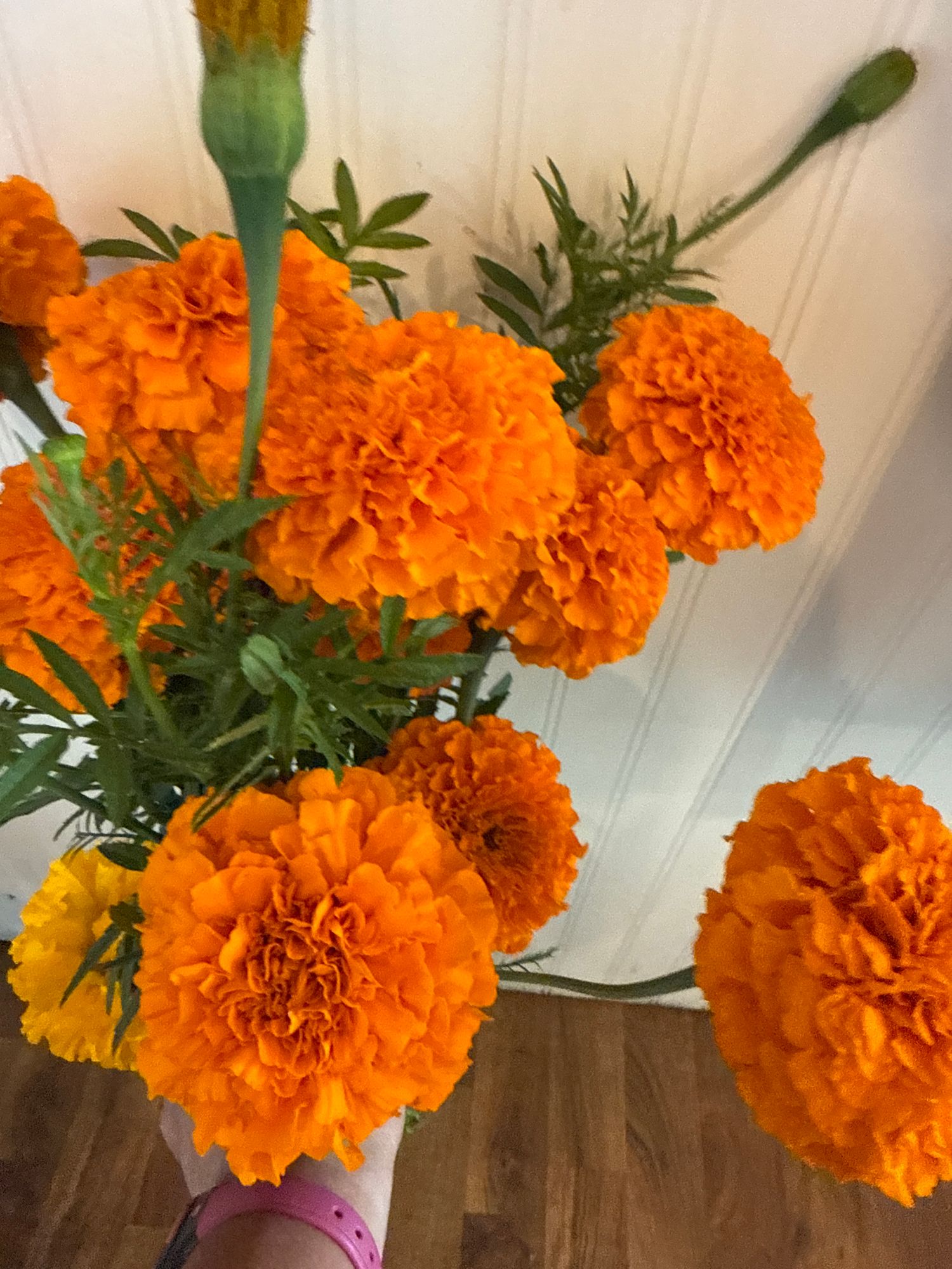 TAGETES erecta Coco