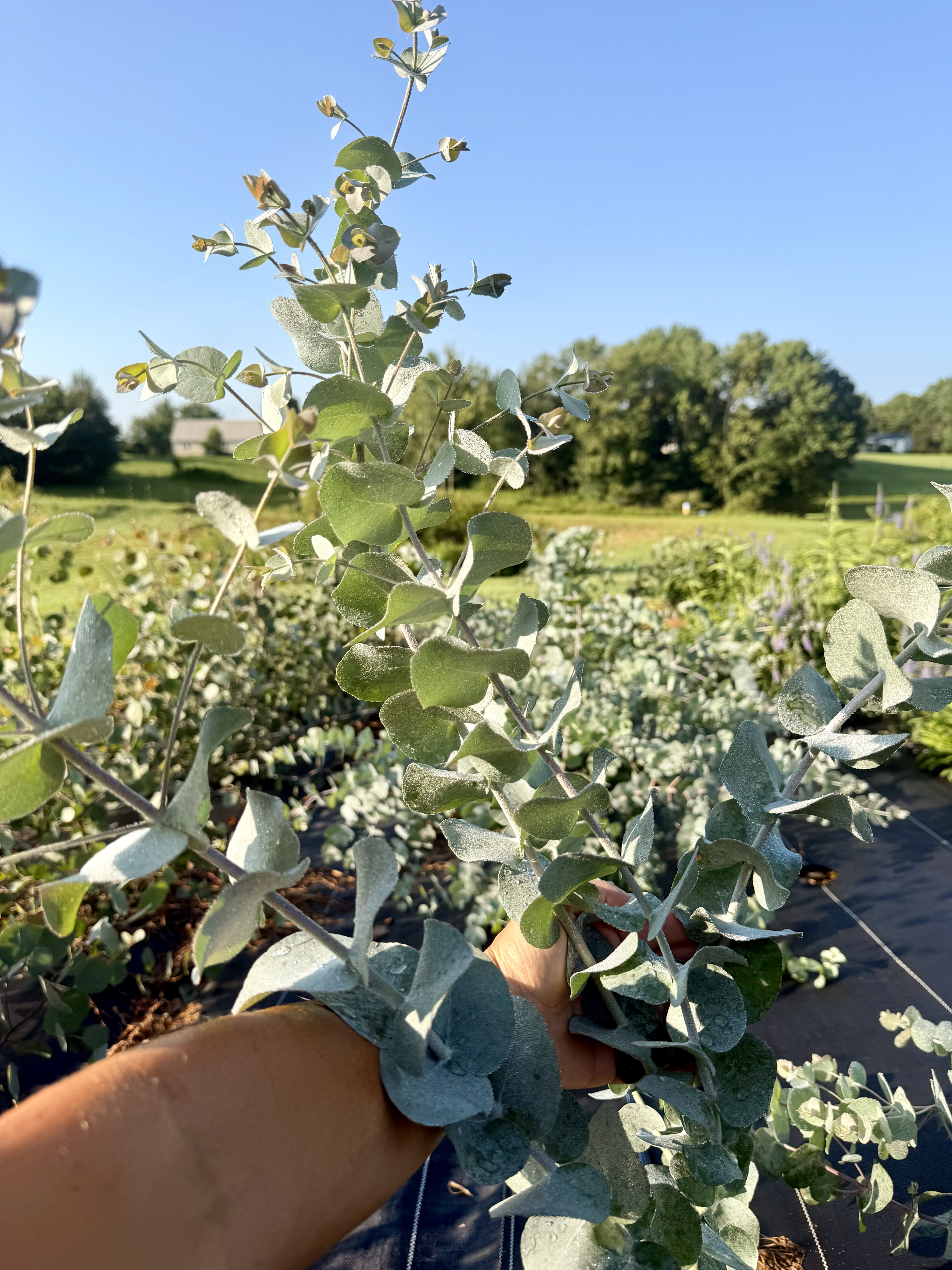 EUCALYPTUS