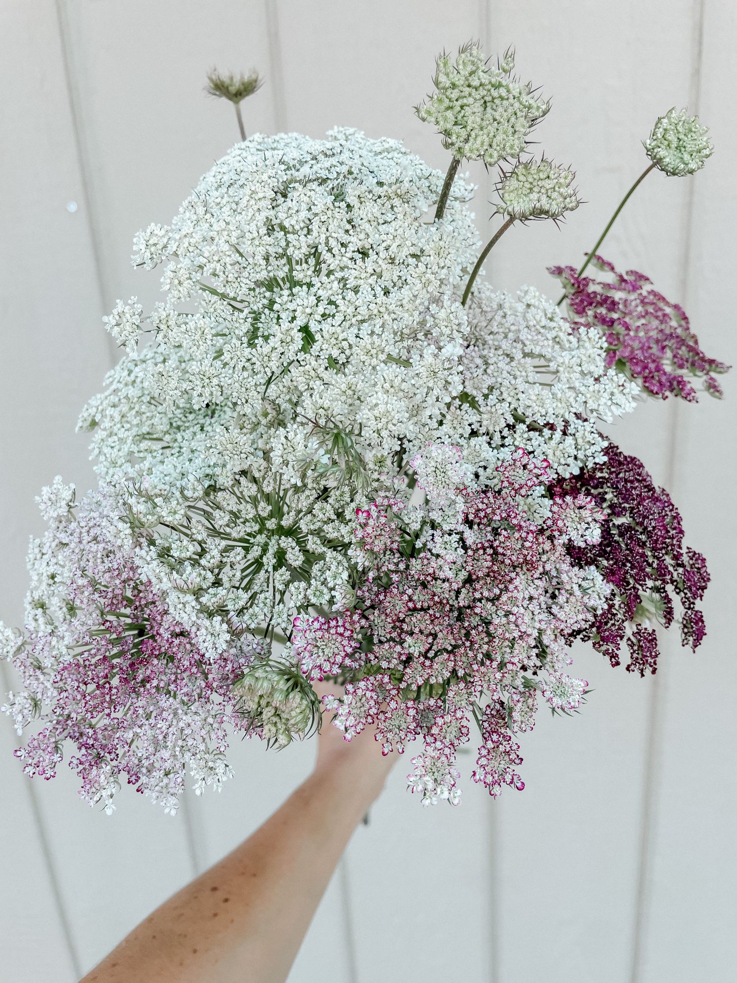 DAUCUS carota Dara