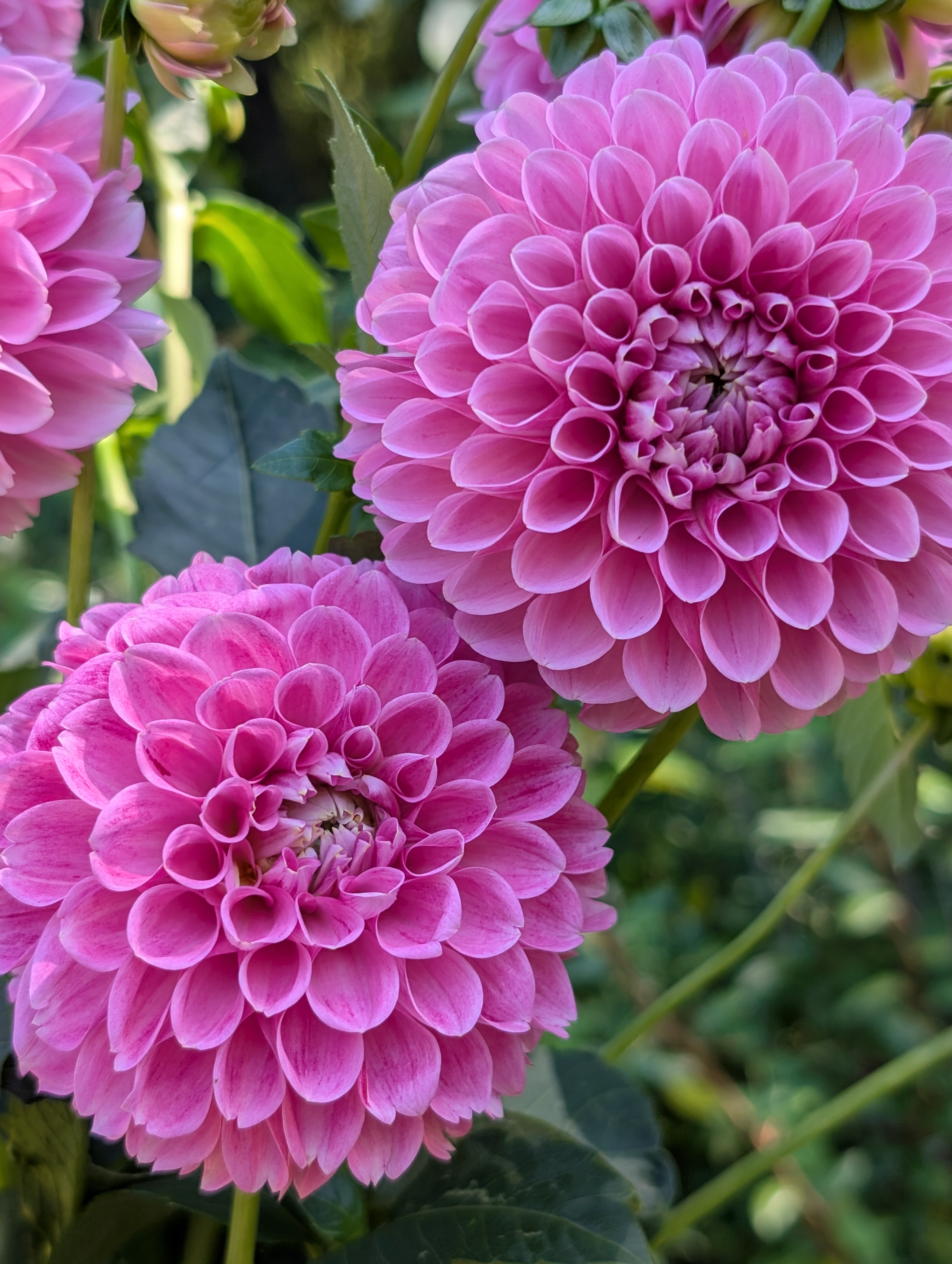DAHLIA Sweet Fabienne
