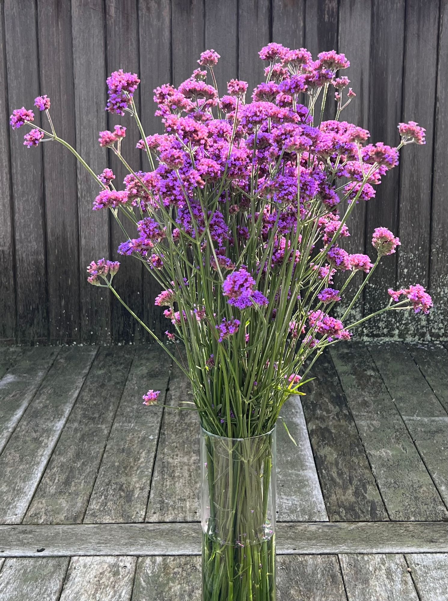 VERBENA bonariensis