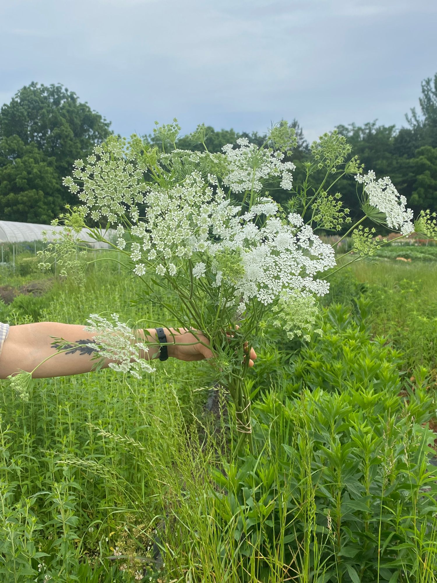 AMMI majus