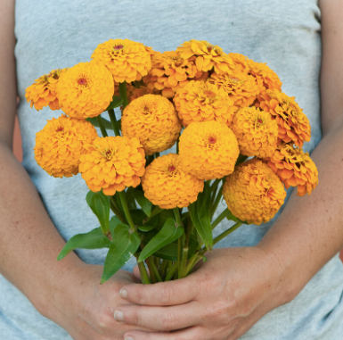 ZINNIA elegans Oklahoma Golden Yellow