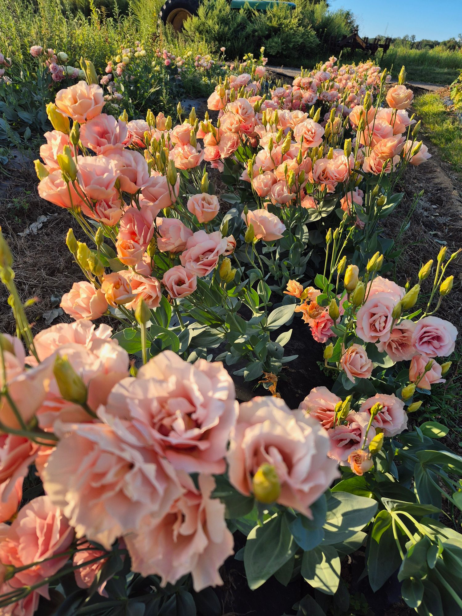 EUSTOMA grandiflorum