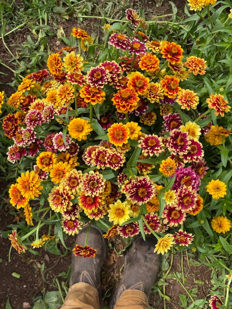 ZINNIA haageana Jazzy Mix