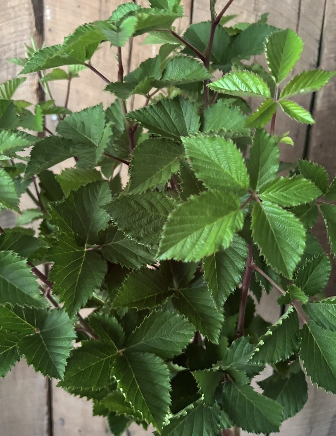 RUBUS fruticosus