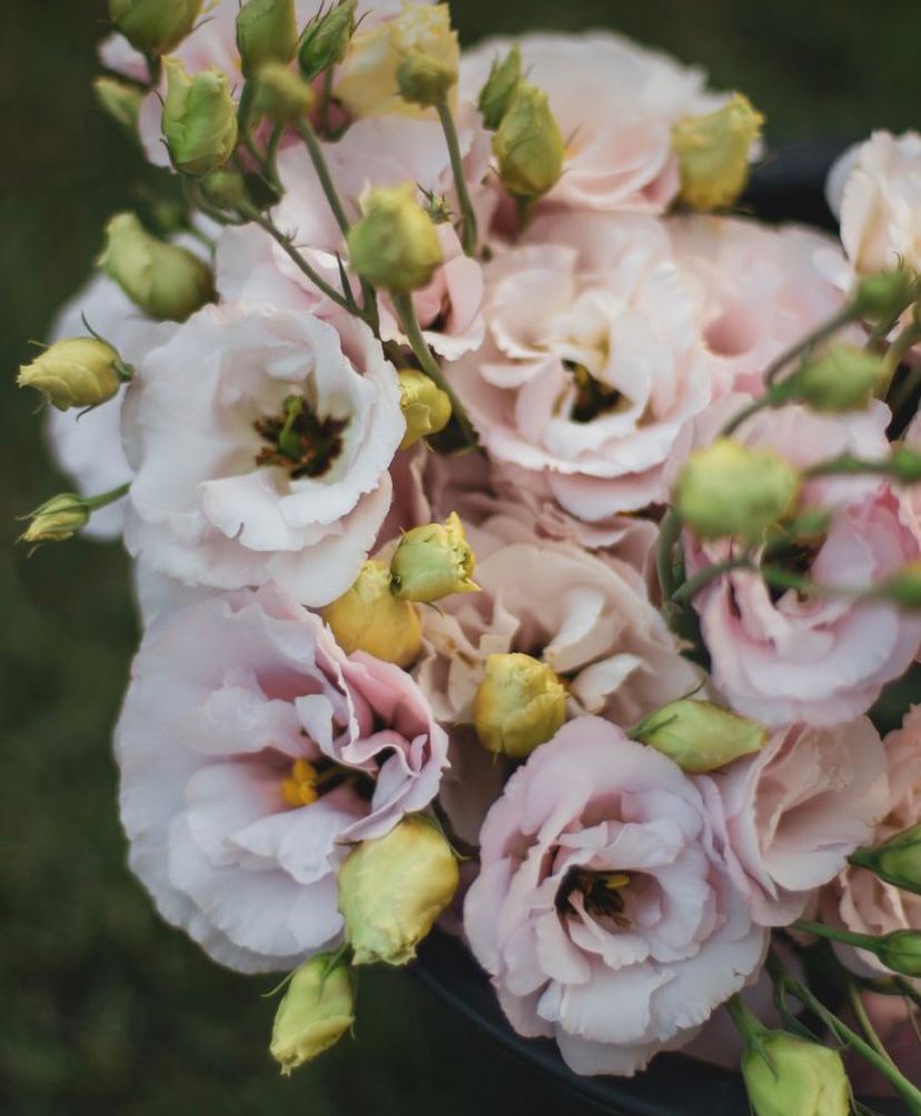 EUSTOMA grandiflorum Corelli Light Pink