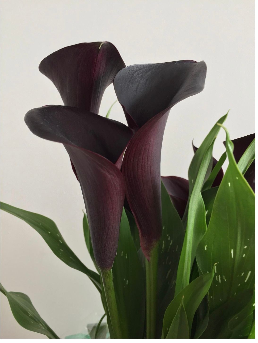 ZANTEDESCHIA x Montevideo
