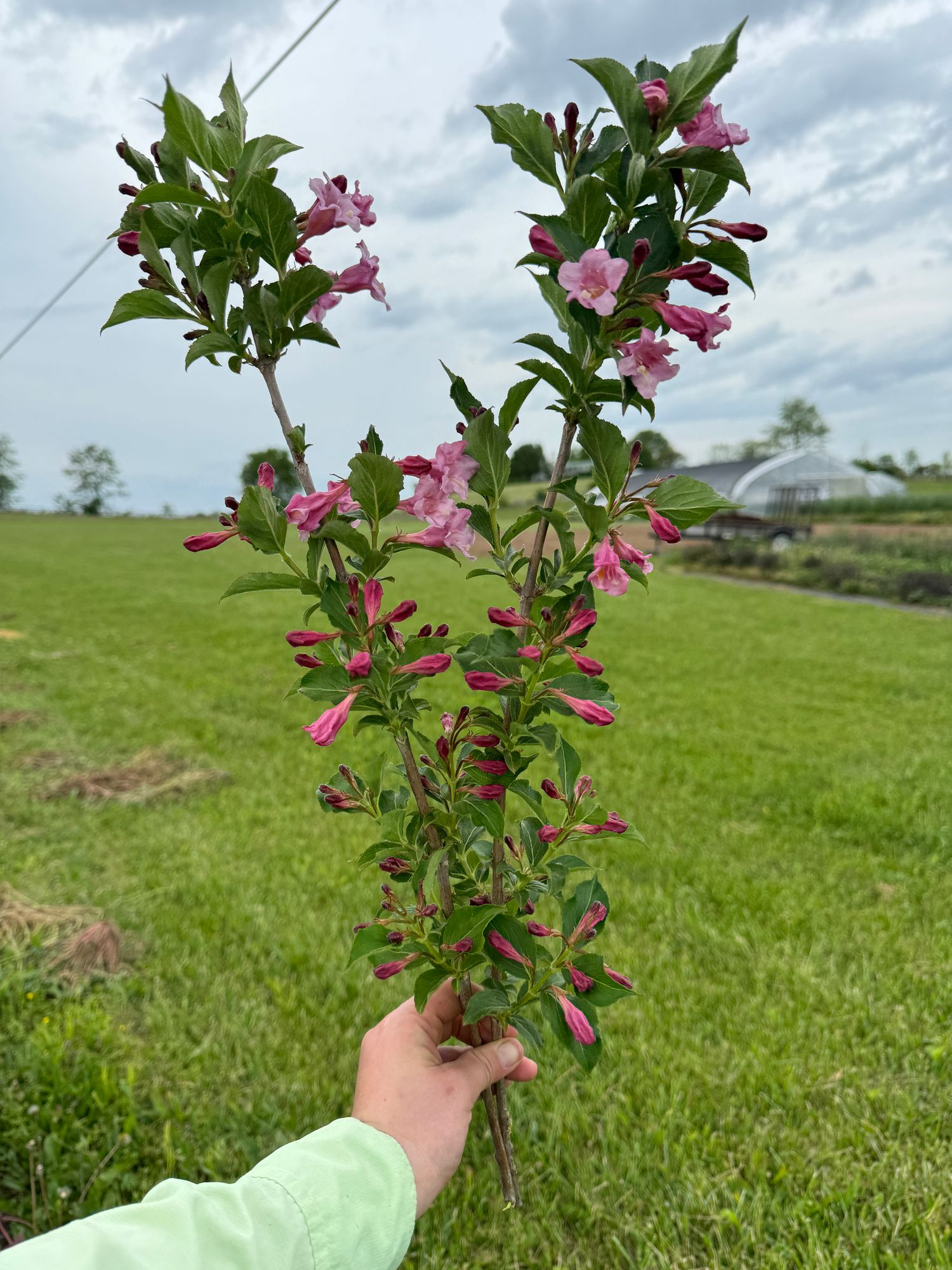 WEIGELA