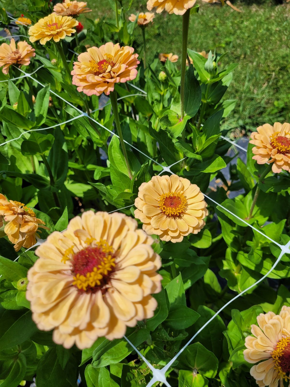 ZINNIA elegans Golden Hour